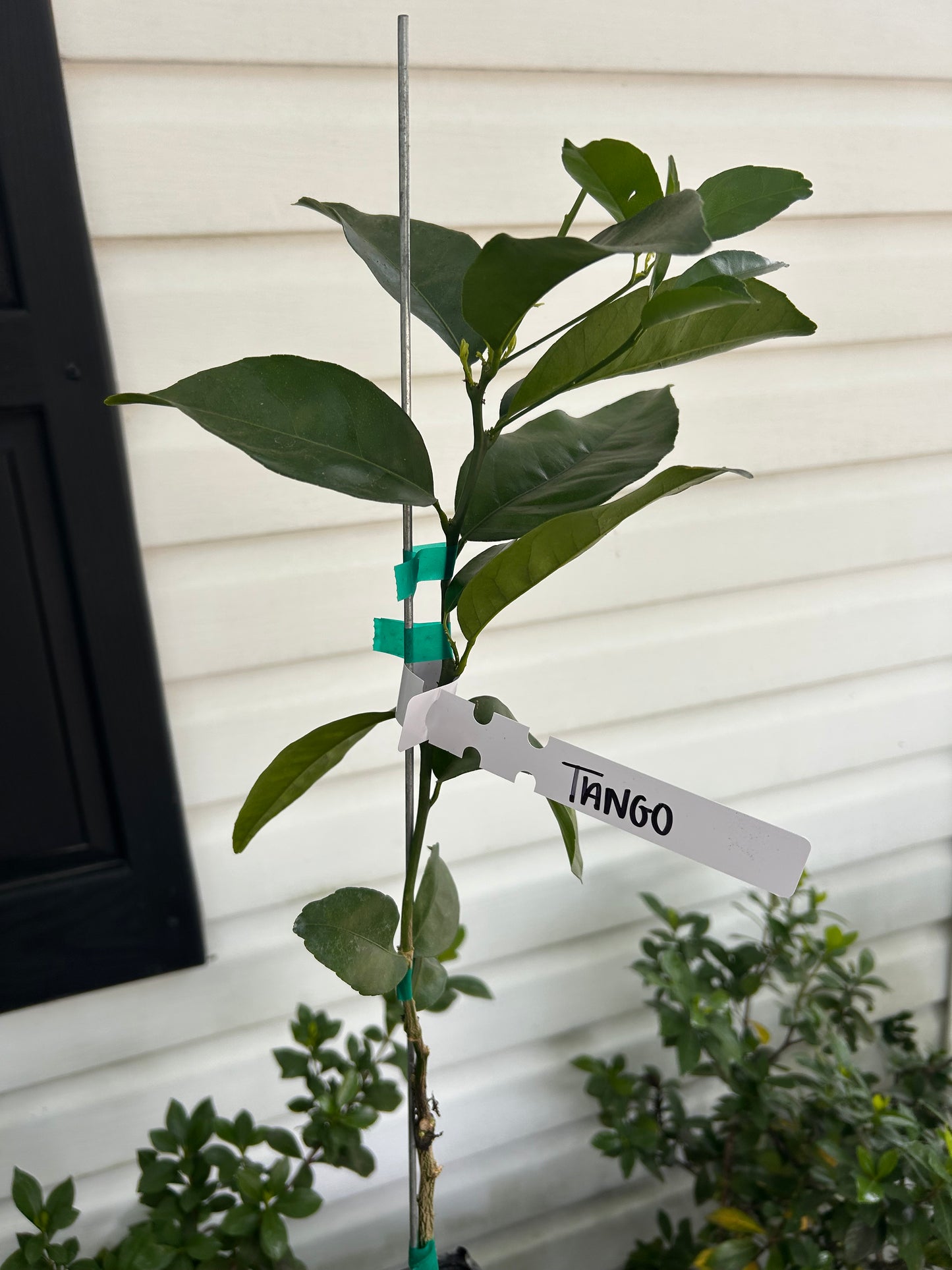 1 Gallon Tango Mandarin Tree