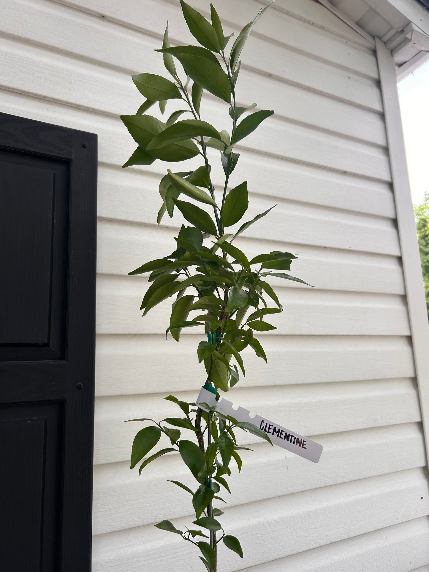 1 Gallon Clementine Mandarin Tree