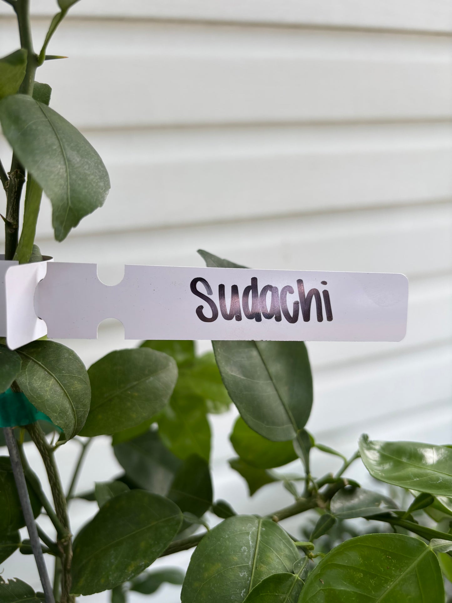 1 Gallon Sudachi Lemon Tree