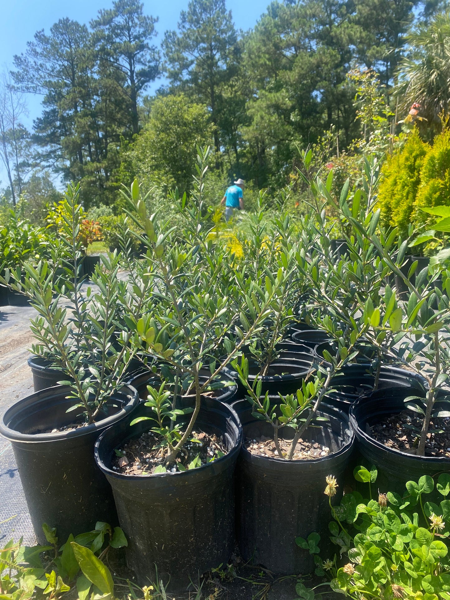 Arbequina Olive Tree