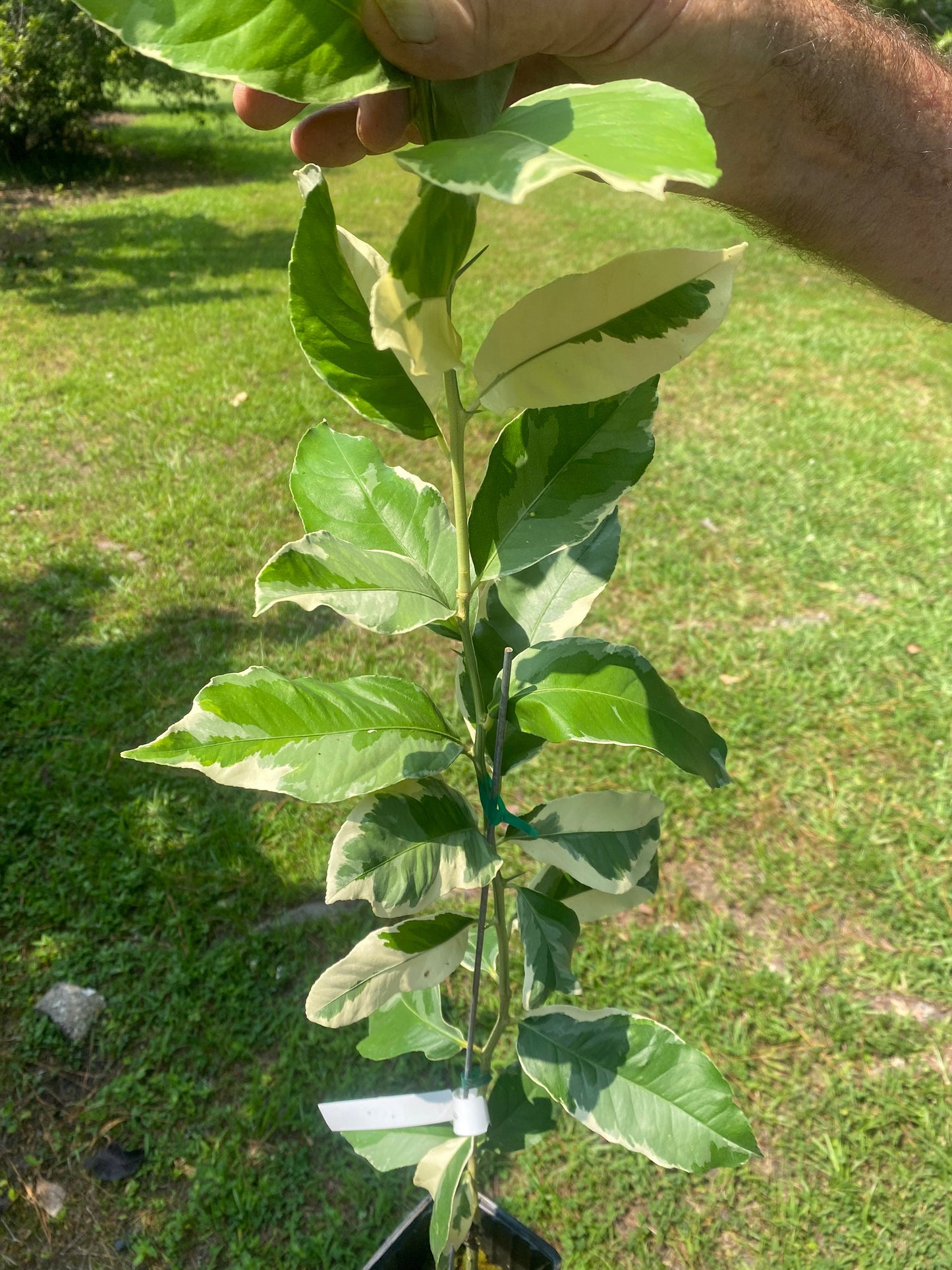 1 Gallon Variegated Pink Lemon Tree