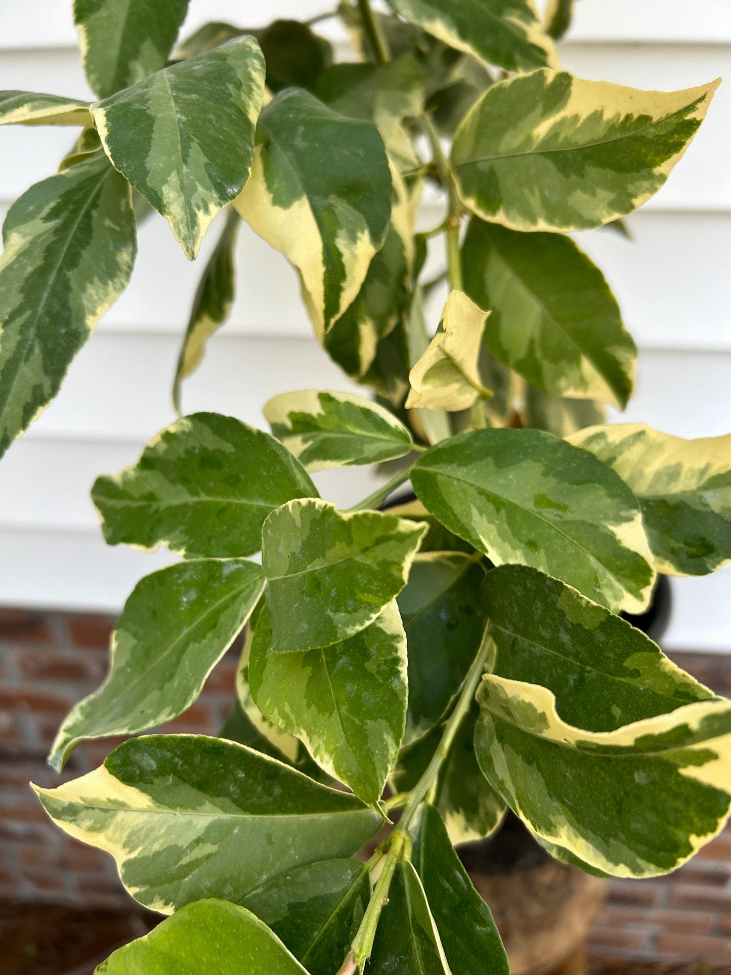 3 Gal. Grafted Pink Lemon Tree