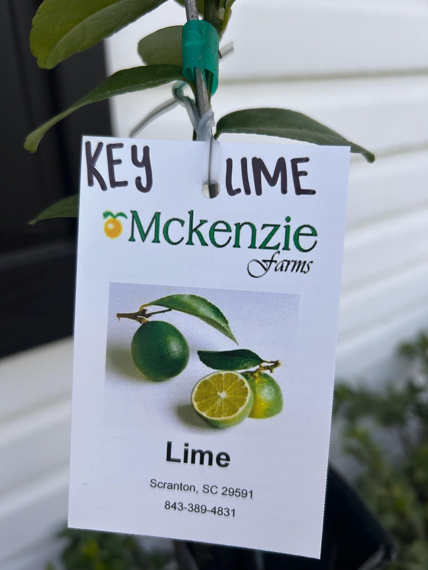 1 Gal. Key Lime