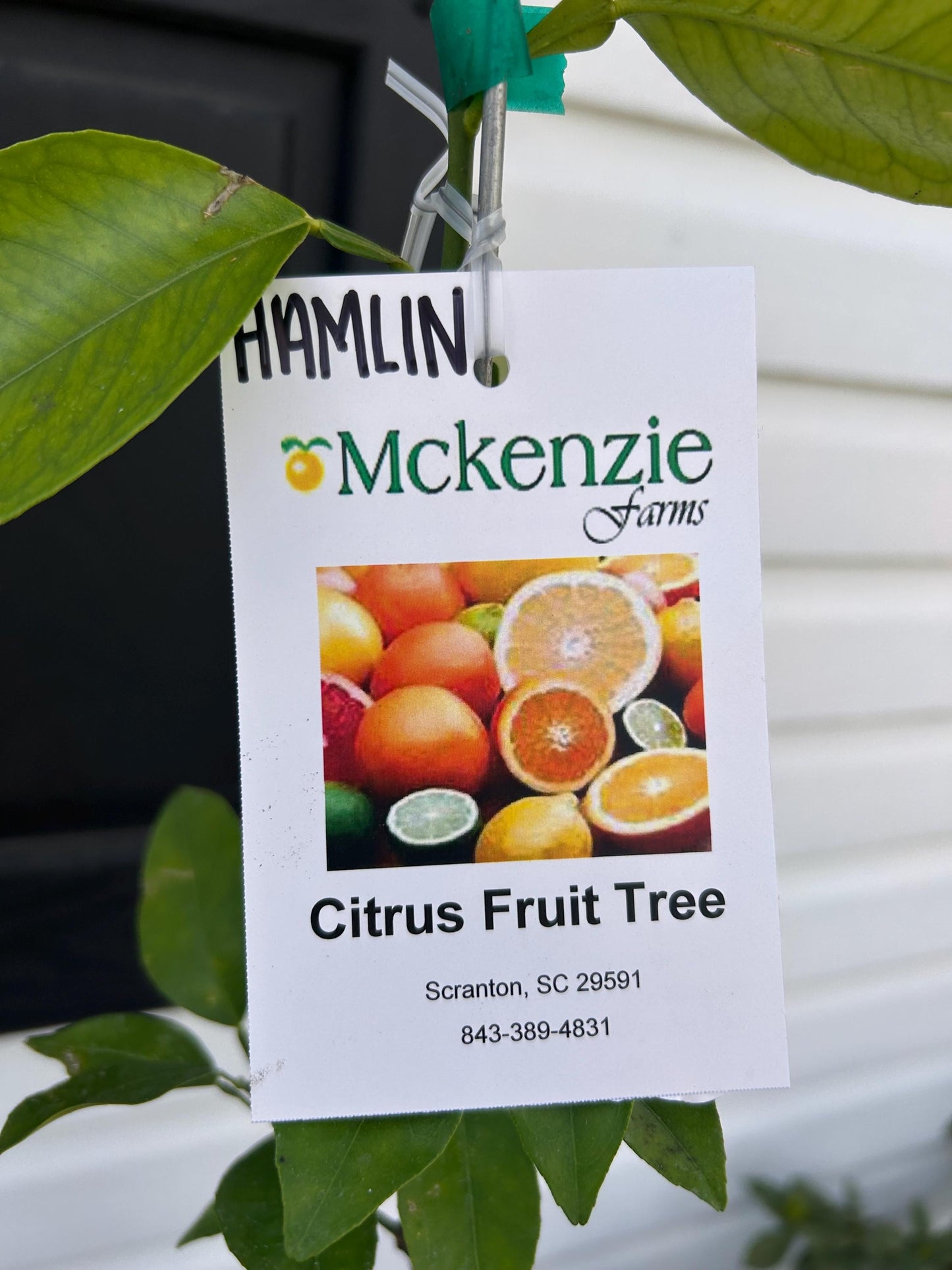 One Gallon Hamlin Orange