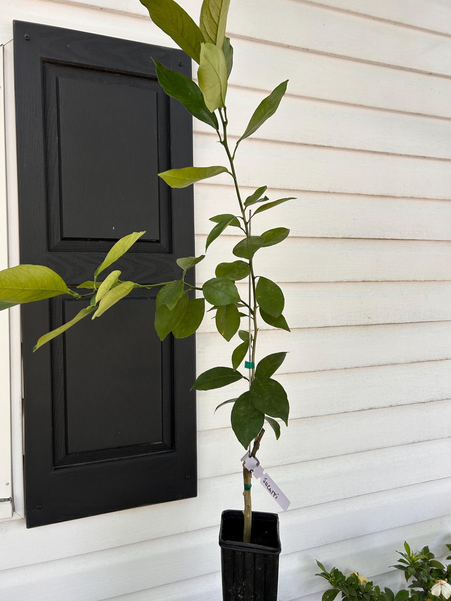 One Gallon Succari Sweet Egyptian Orange Tree
