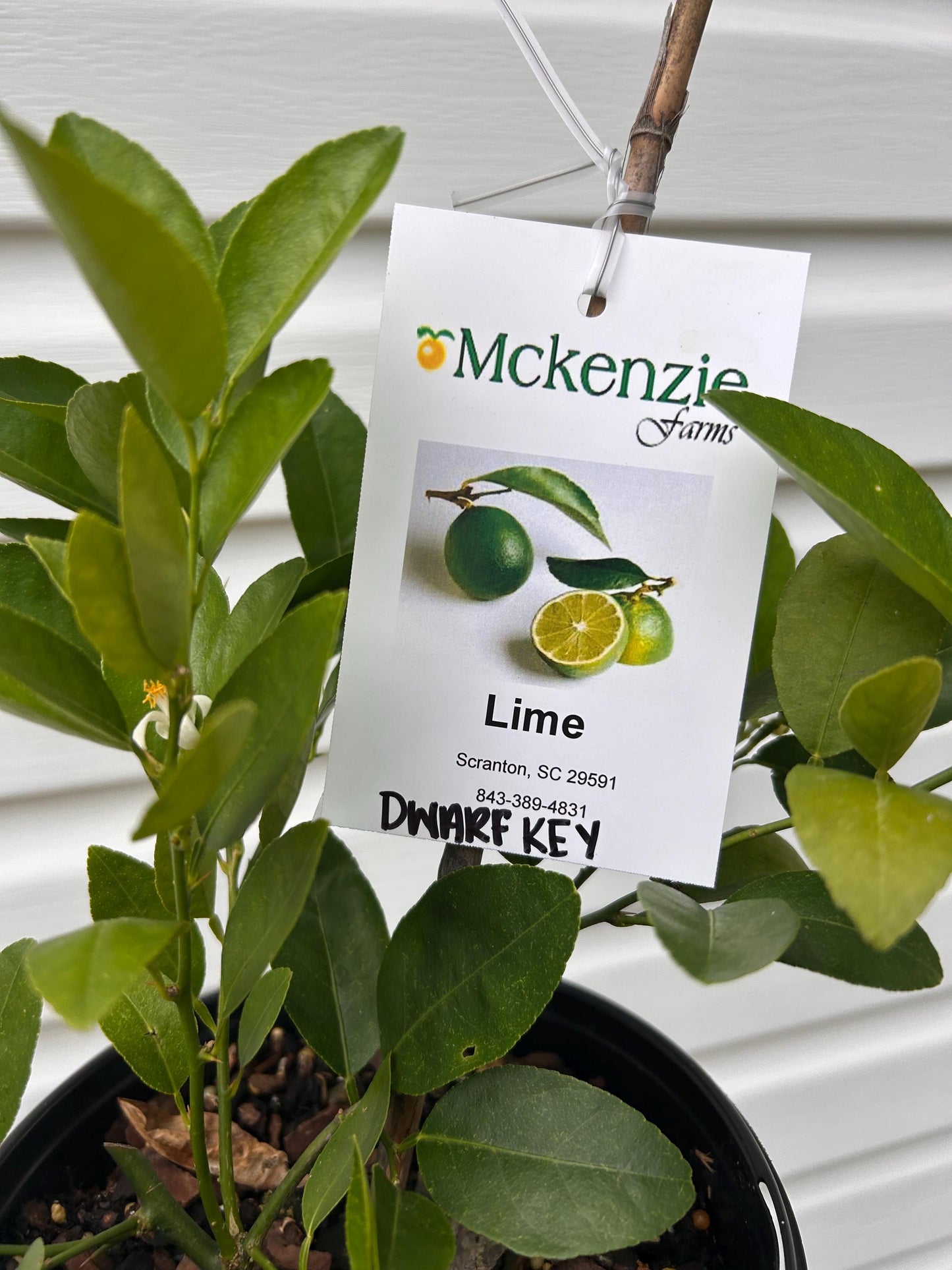 Dwarf Key Lime Tree