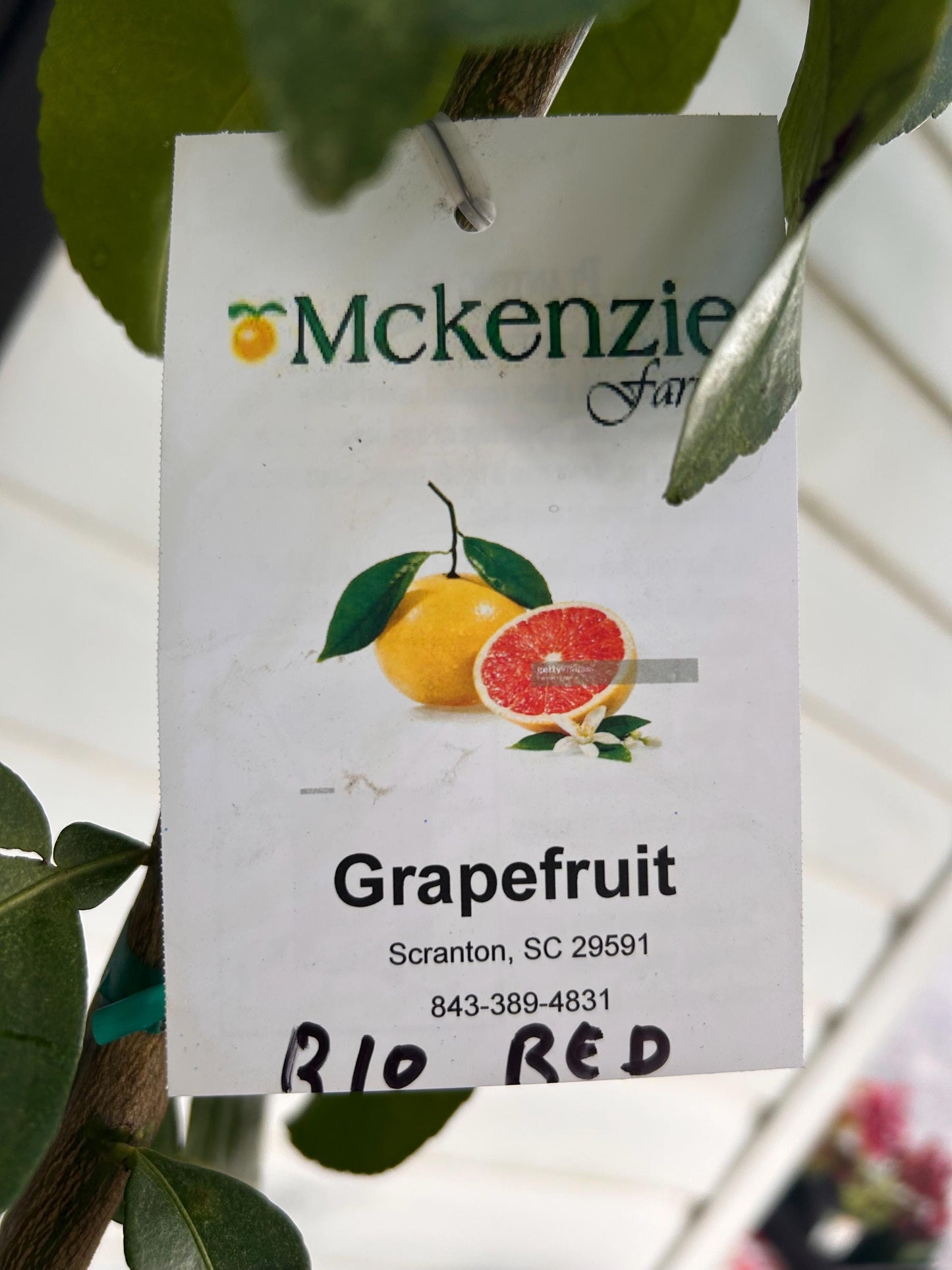 3 Gallon Rio Red Grapefruit