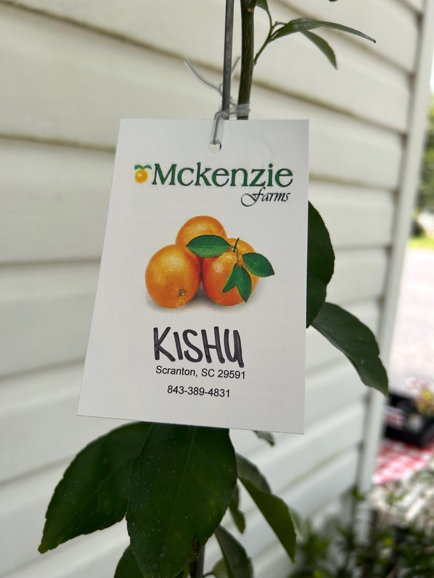 Seedless Kishu Mandarin