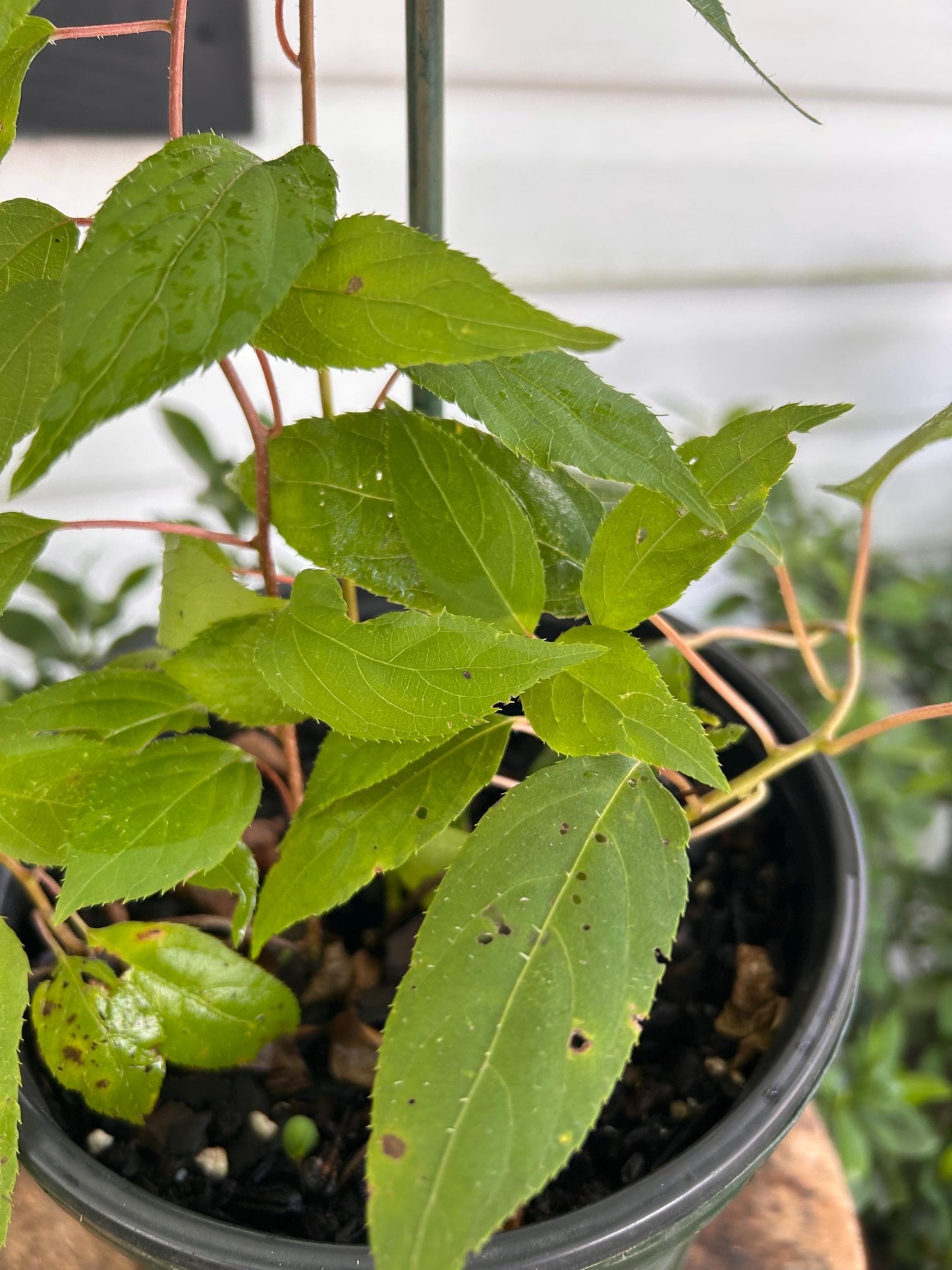 Cold Hardy (Prolific) Kiwi Vine