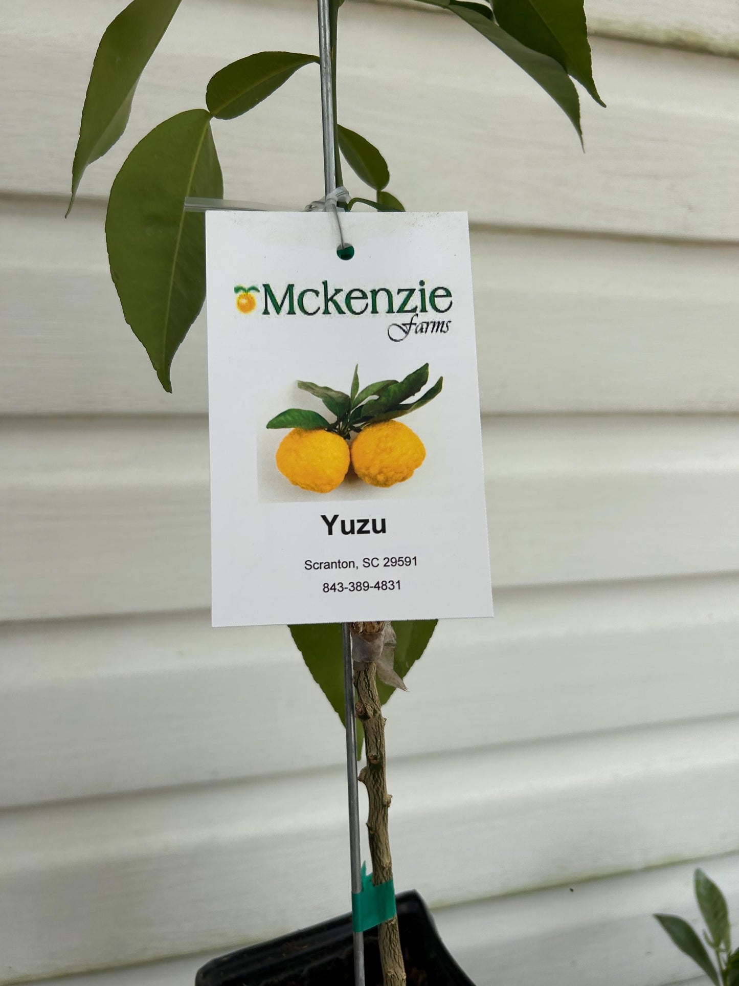 Yuzu Lemon Tree