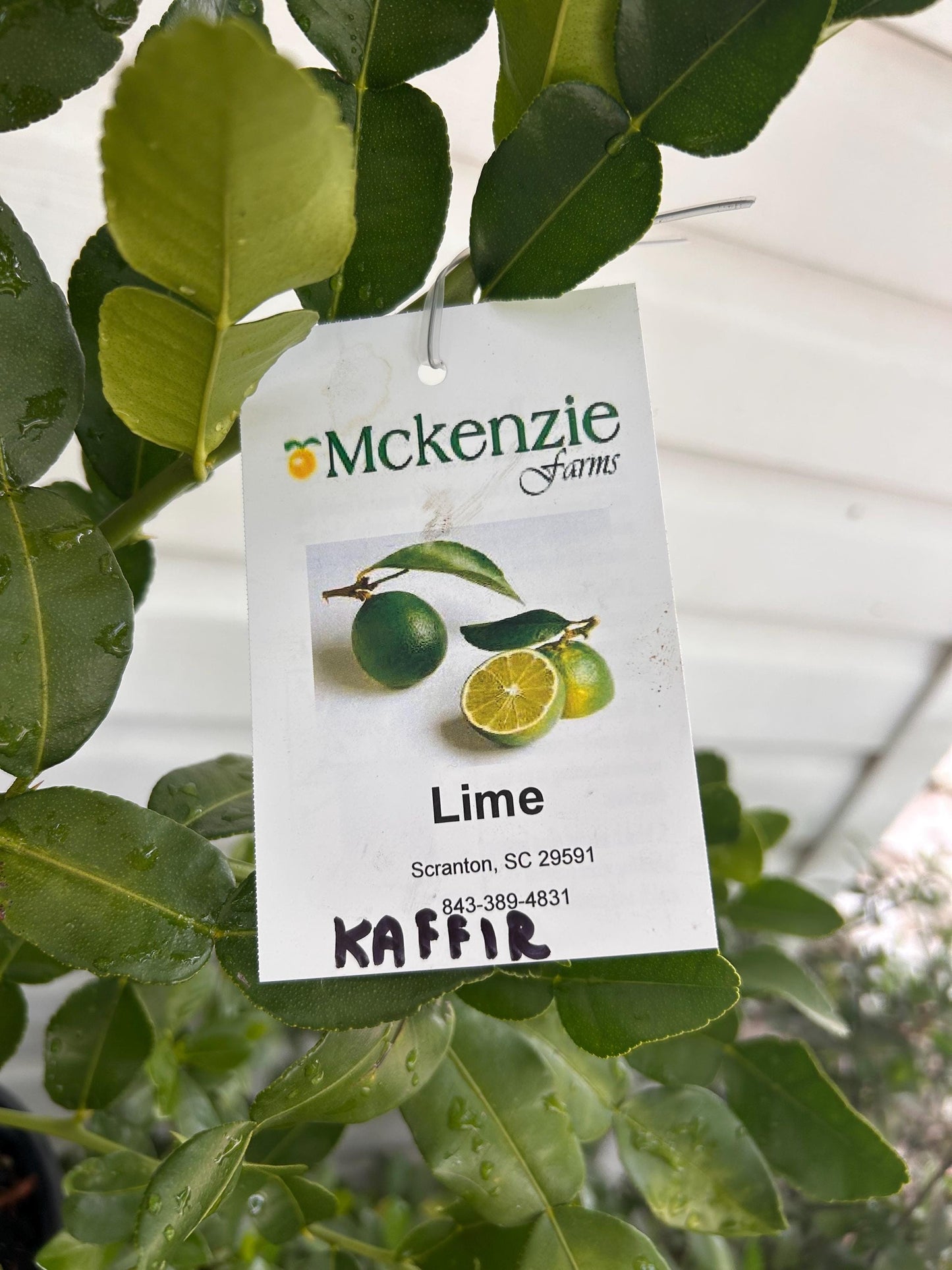 2 Gal. Kaffir Lime
