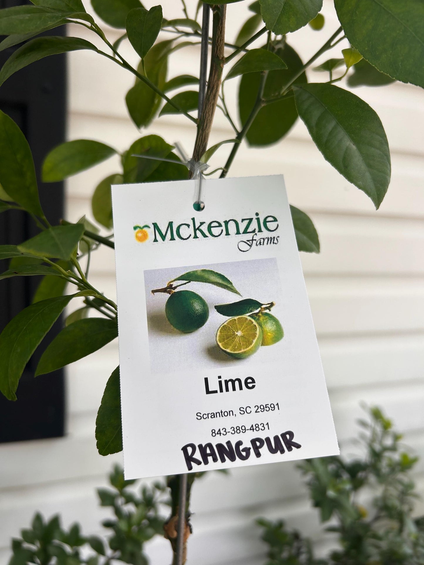 1 Gallon Rangpur Lime Tree