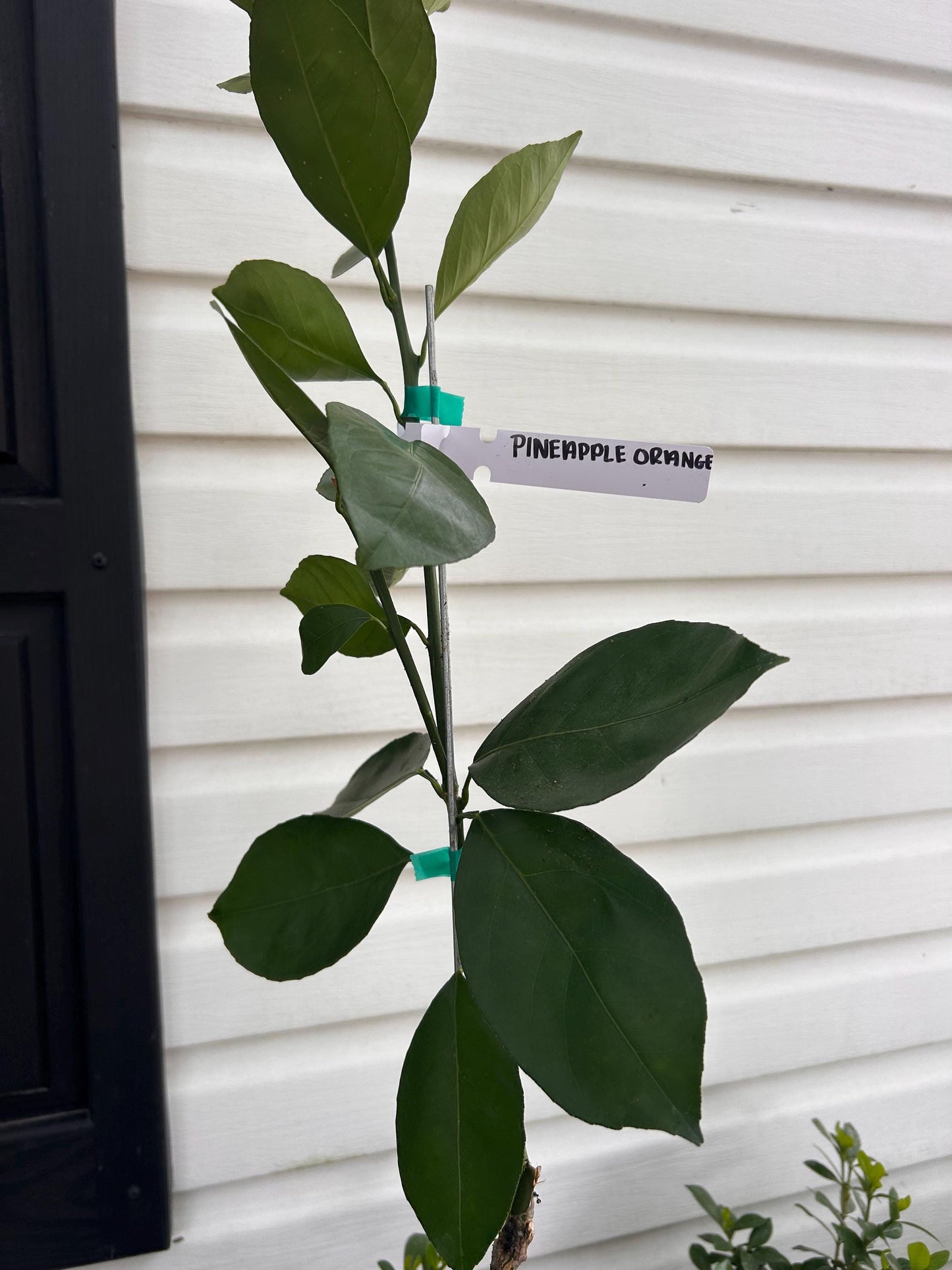 1 Gallon Pineapple Orange Tree