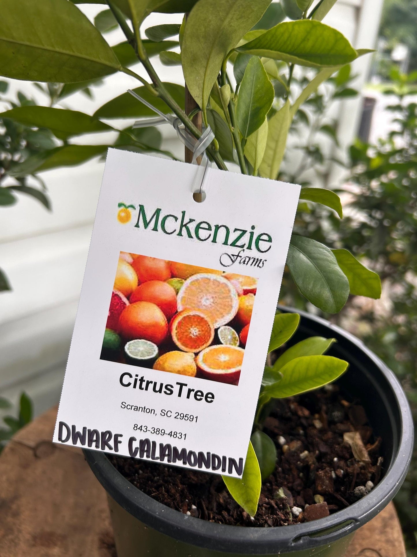 1 Gallon Dwarf Calamondin