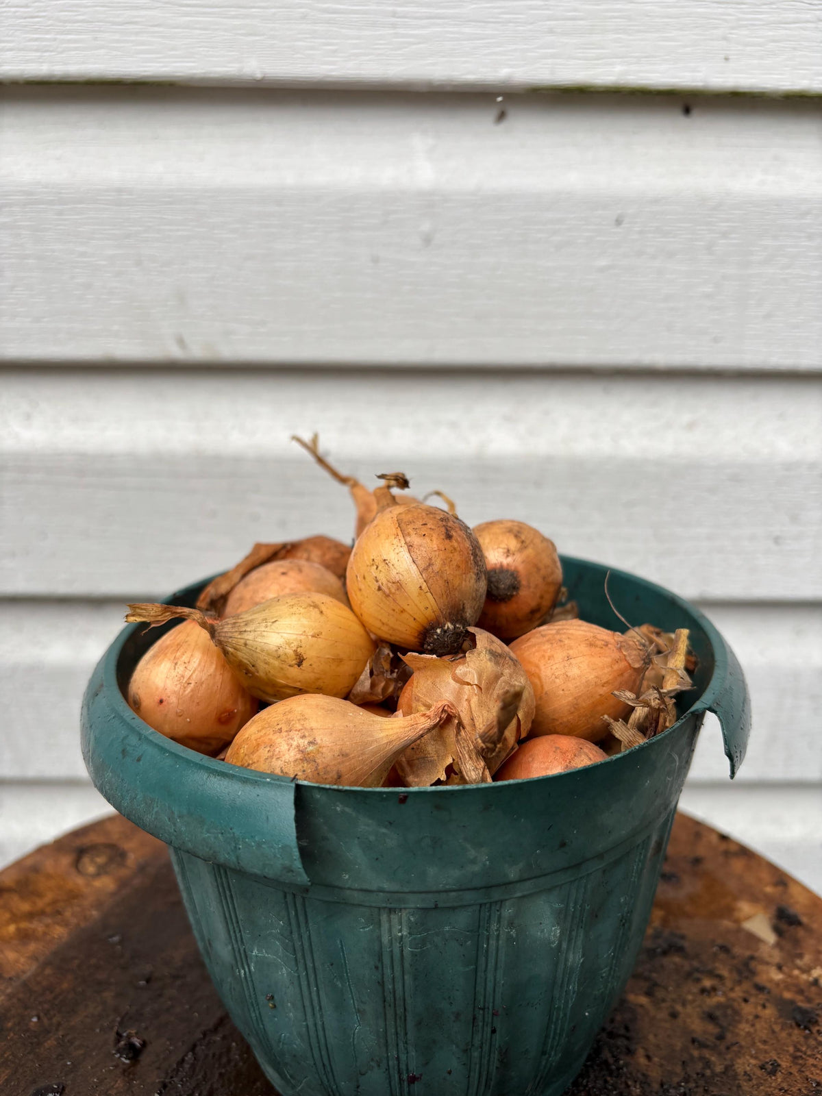 Vidalia Sweet Onion Bulbs