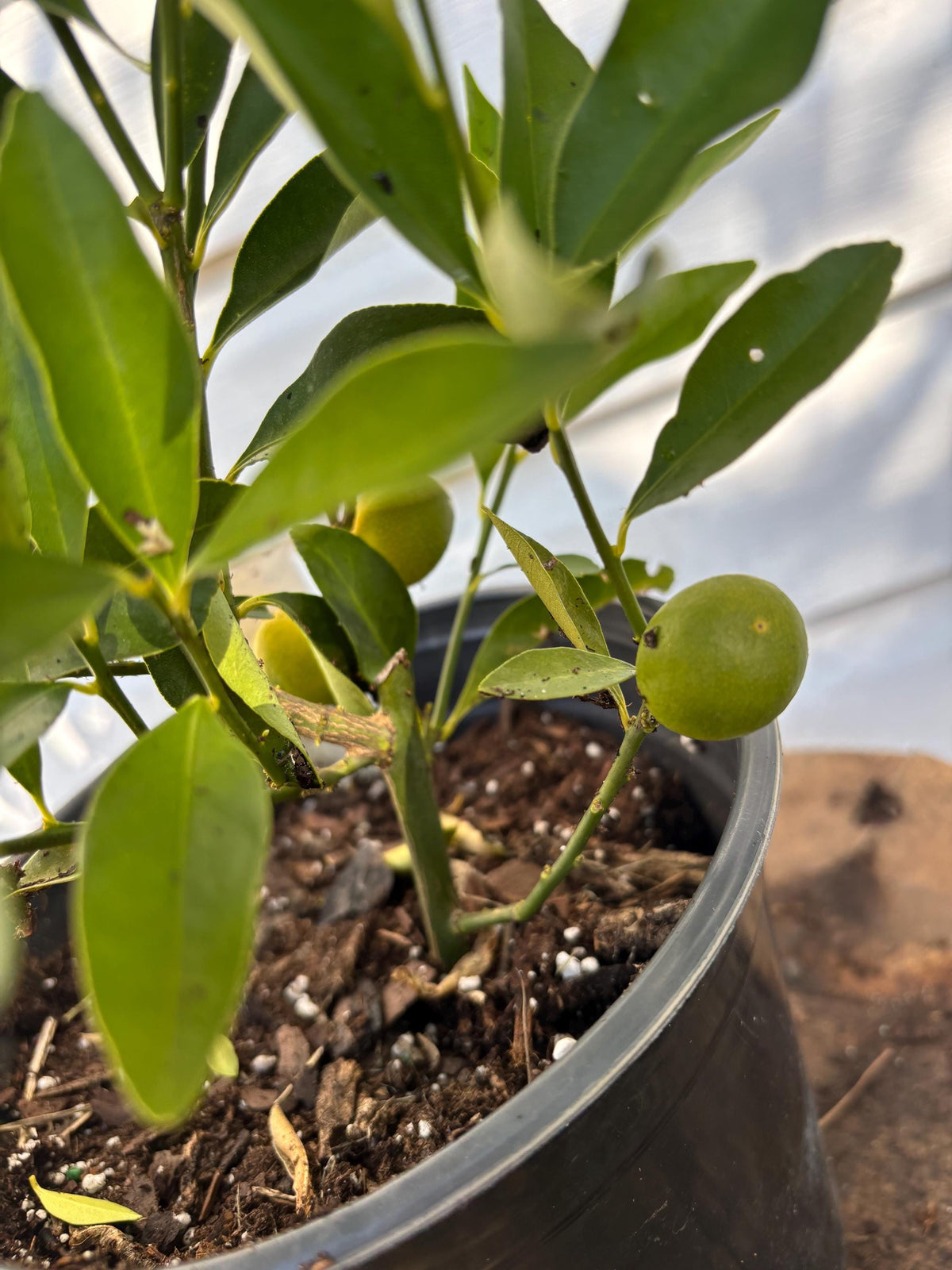 1 Gallon Dwarf Nagami Kumquat