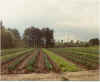 CabbageField.jpg (18185 bytes)