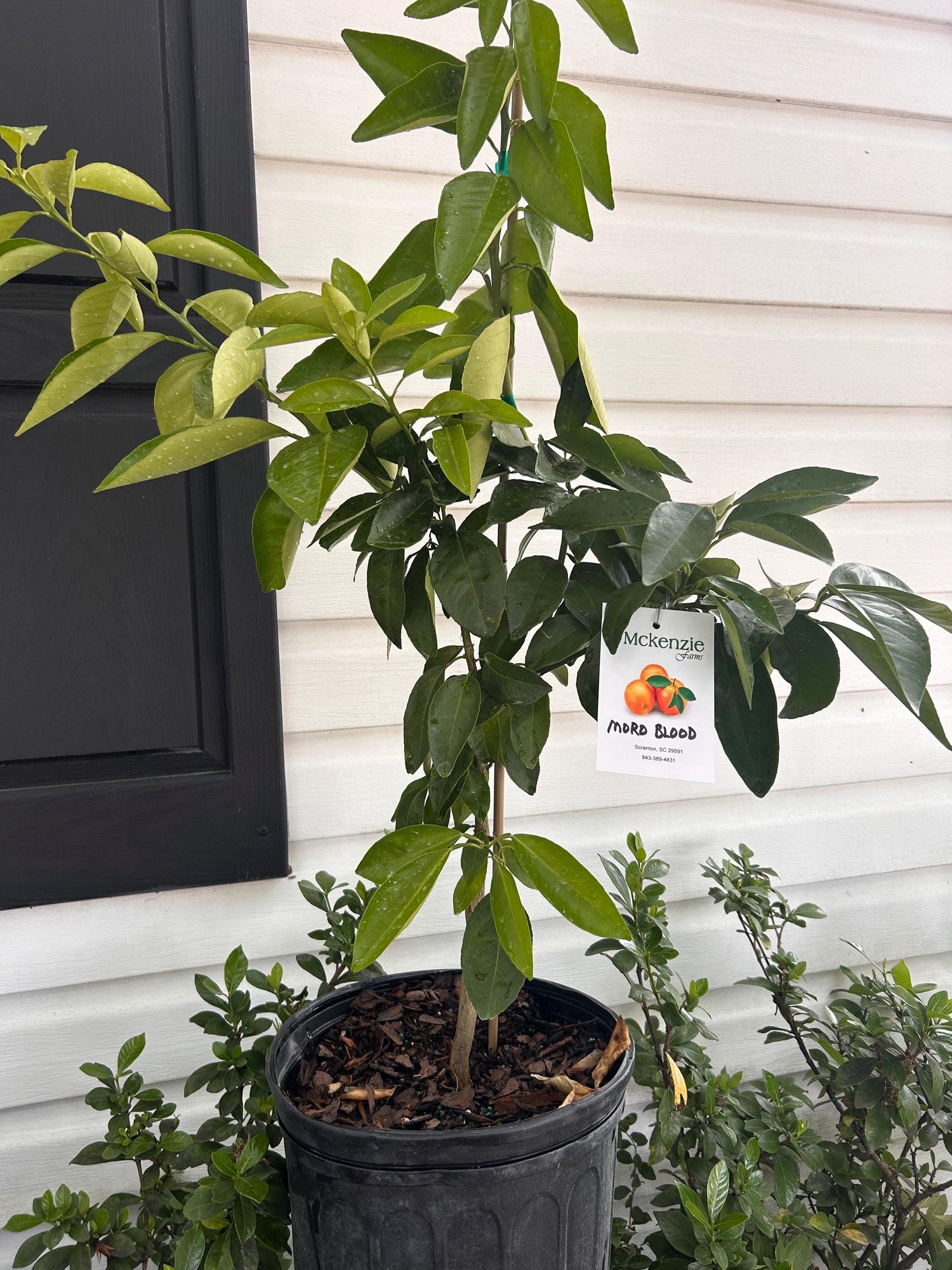 3 Gallon Citrus