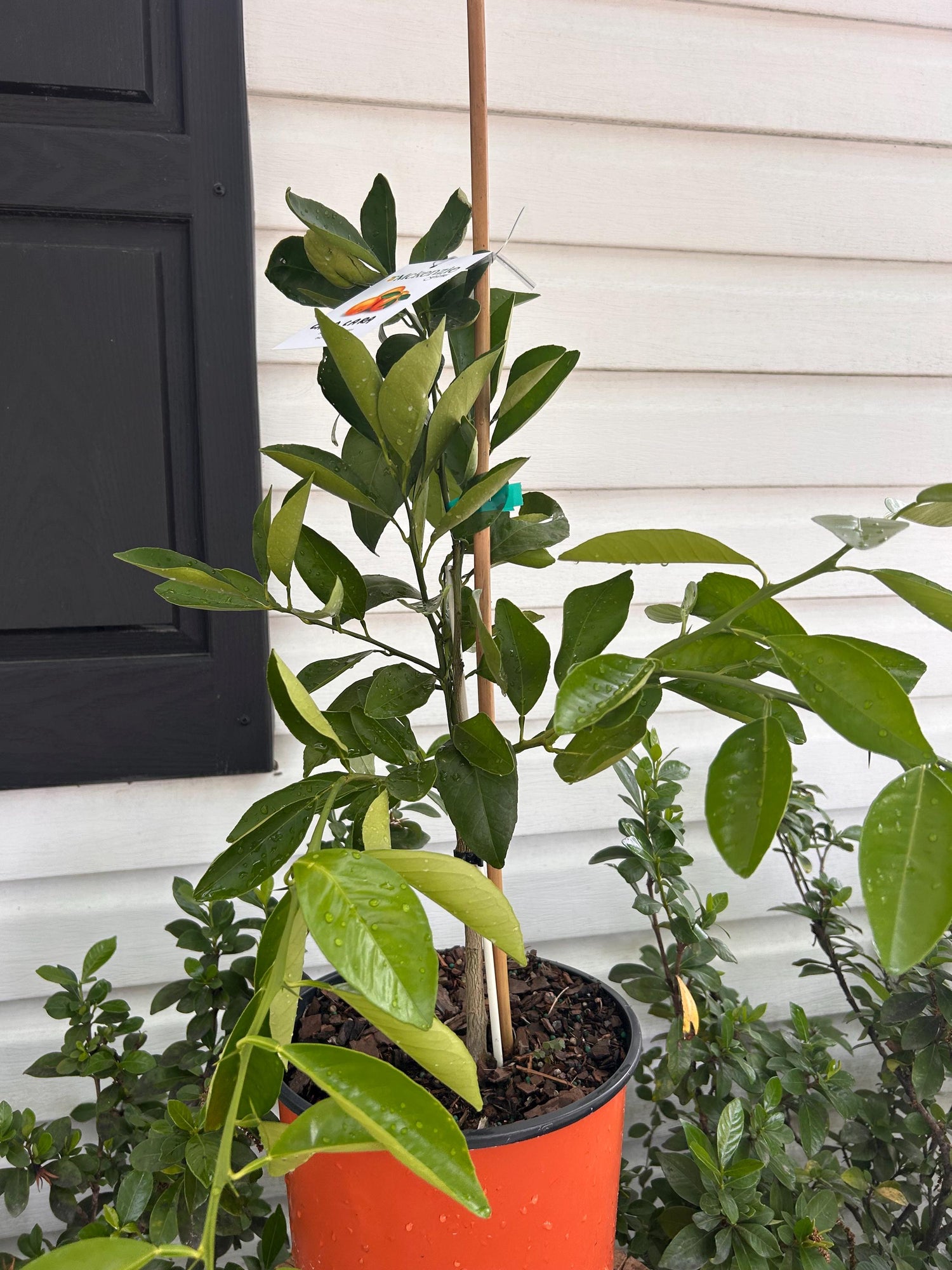 2 Gallon Citrus