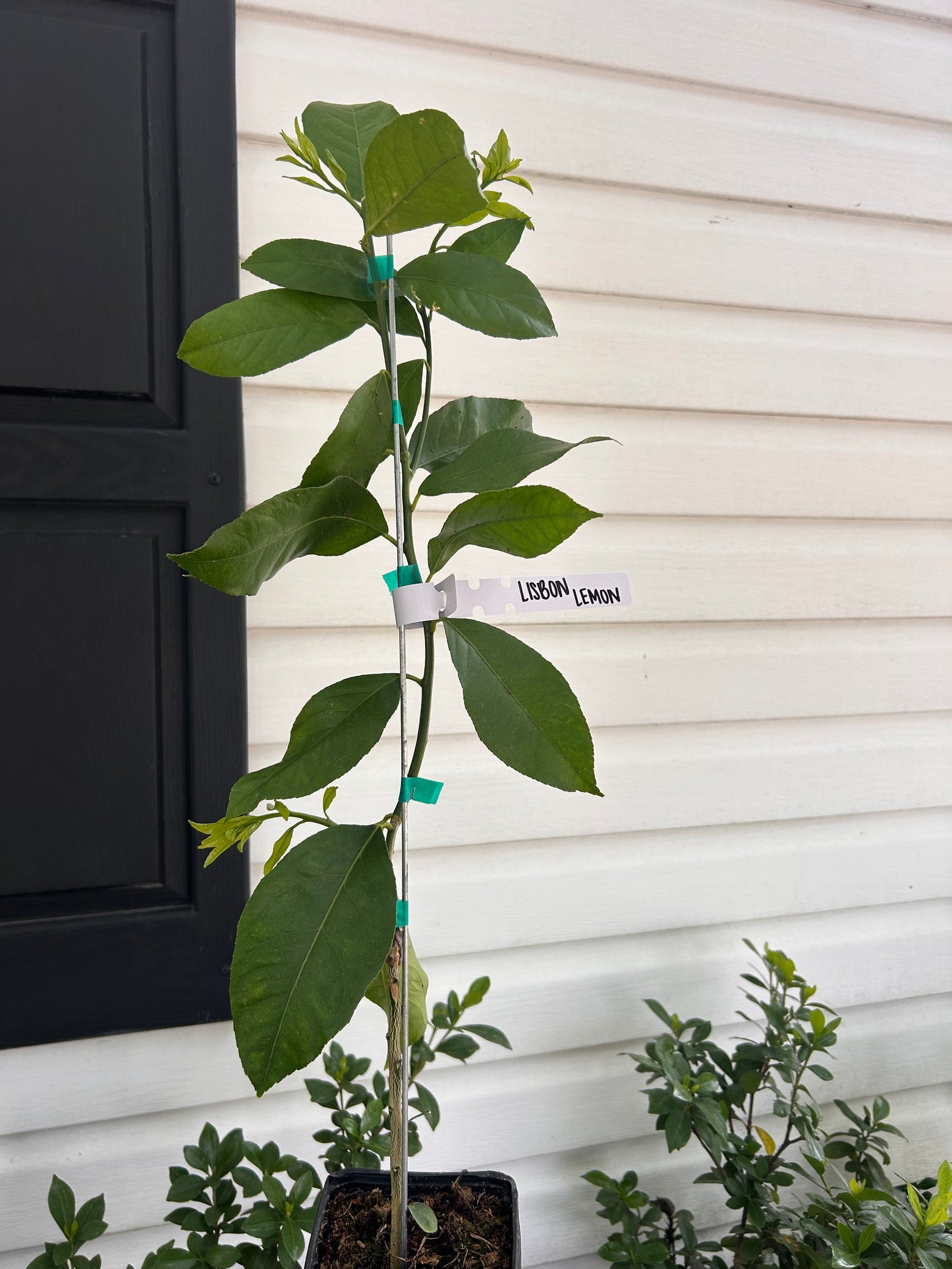 1 Gallon Lisbon Lemon Tree