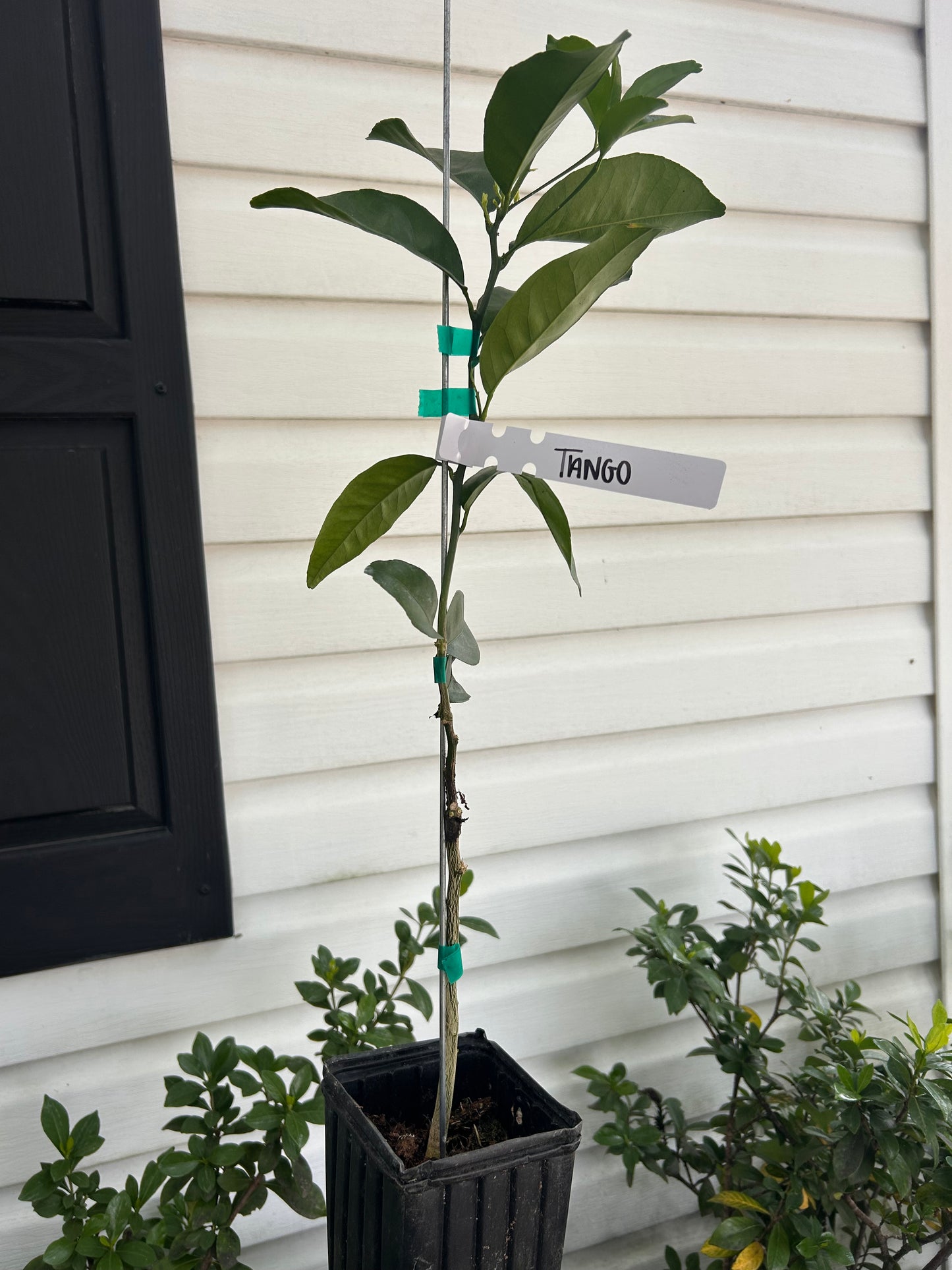 1 Gallon Tango Mandarin Tree
