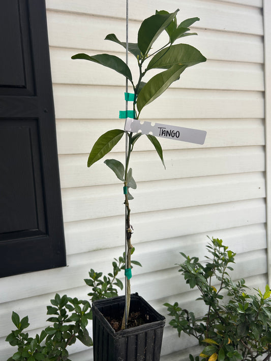 1 Gallon Tango Mandarin Tree