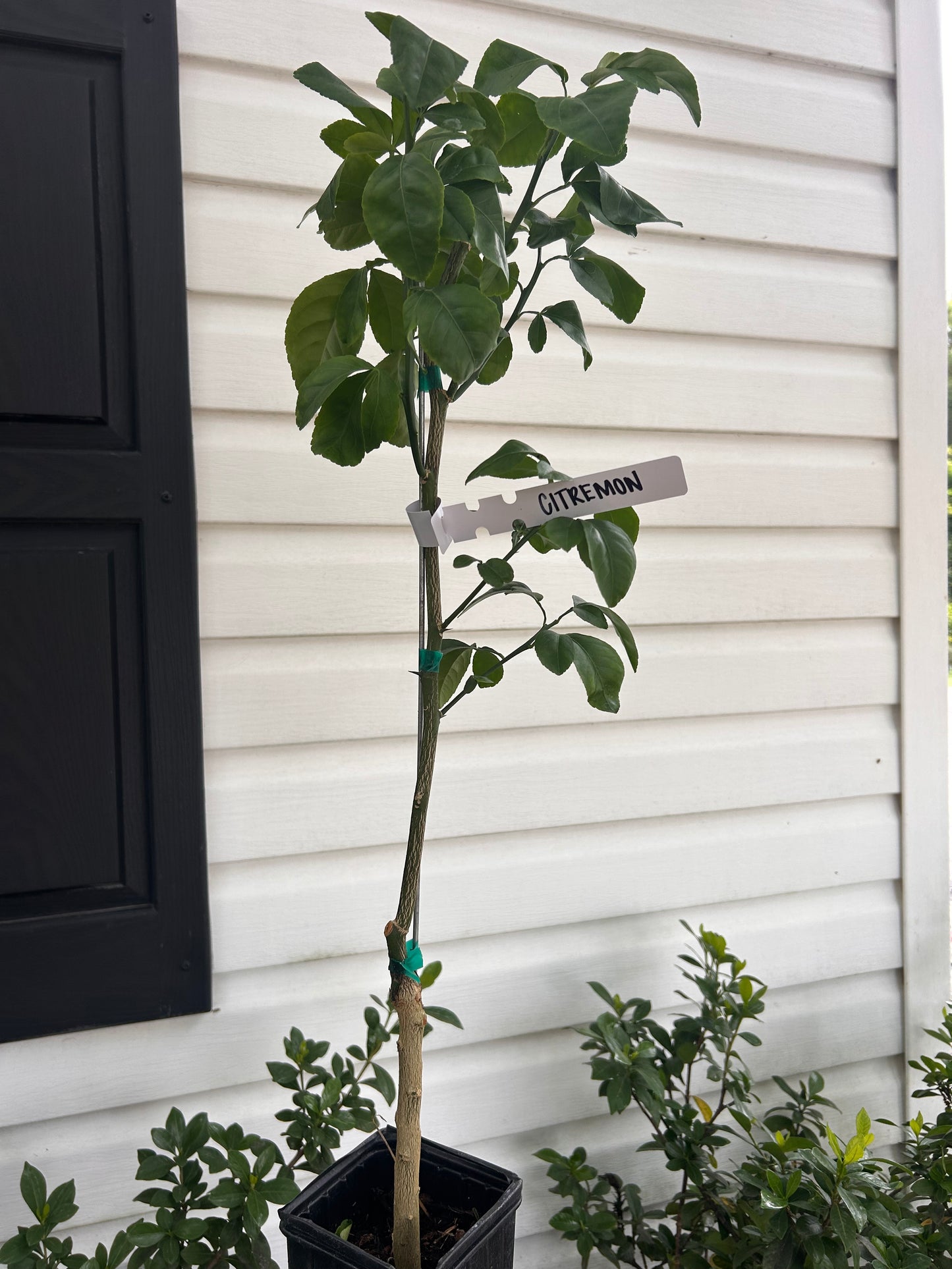 1 Gallon Citremon Tree