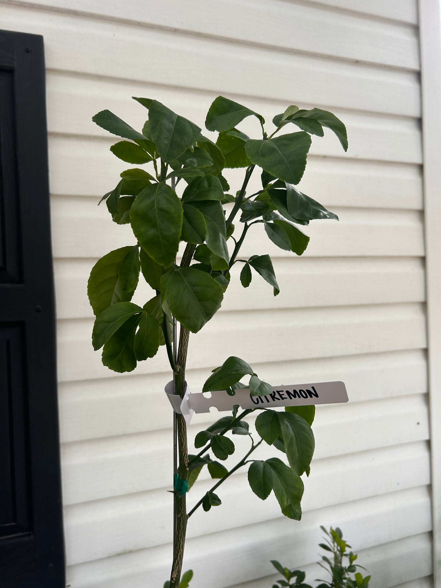 1 Gallon Citremon Tree