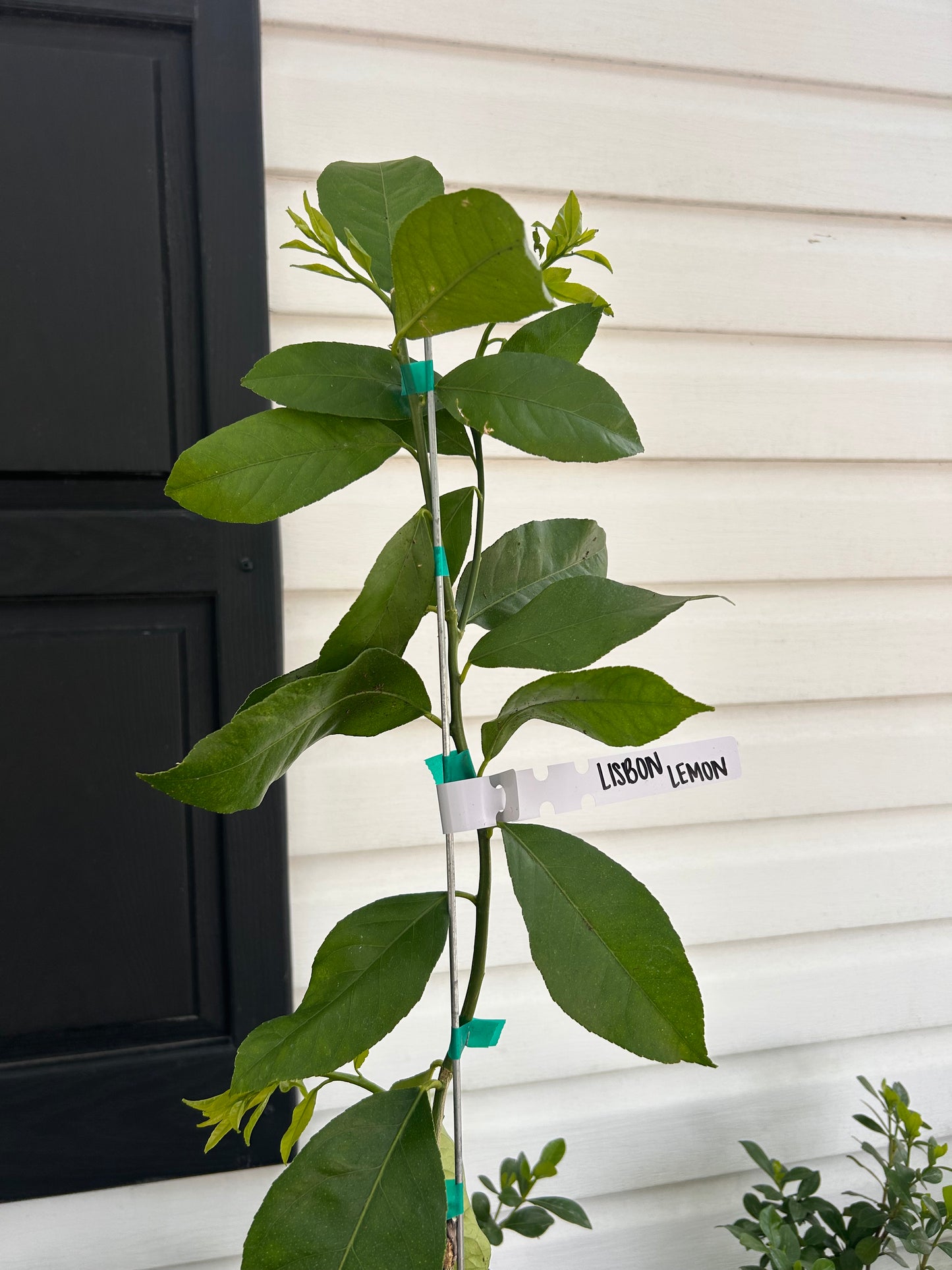 1 Gallon Lisbon Lemon Tree