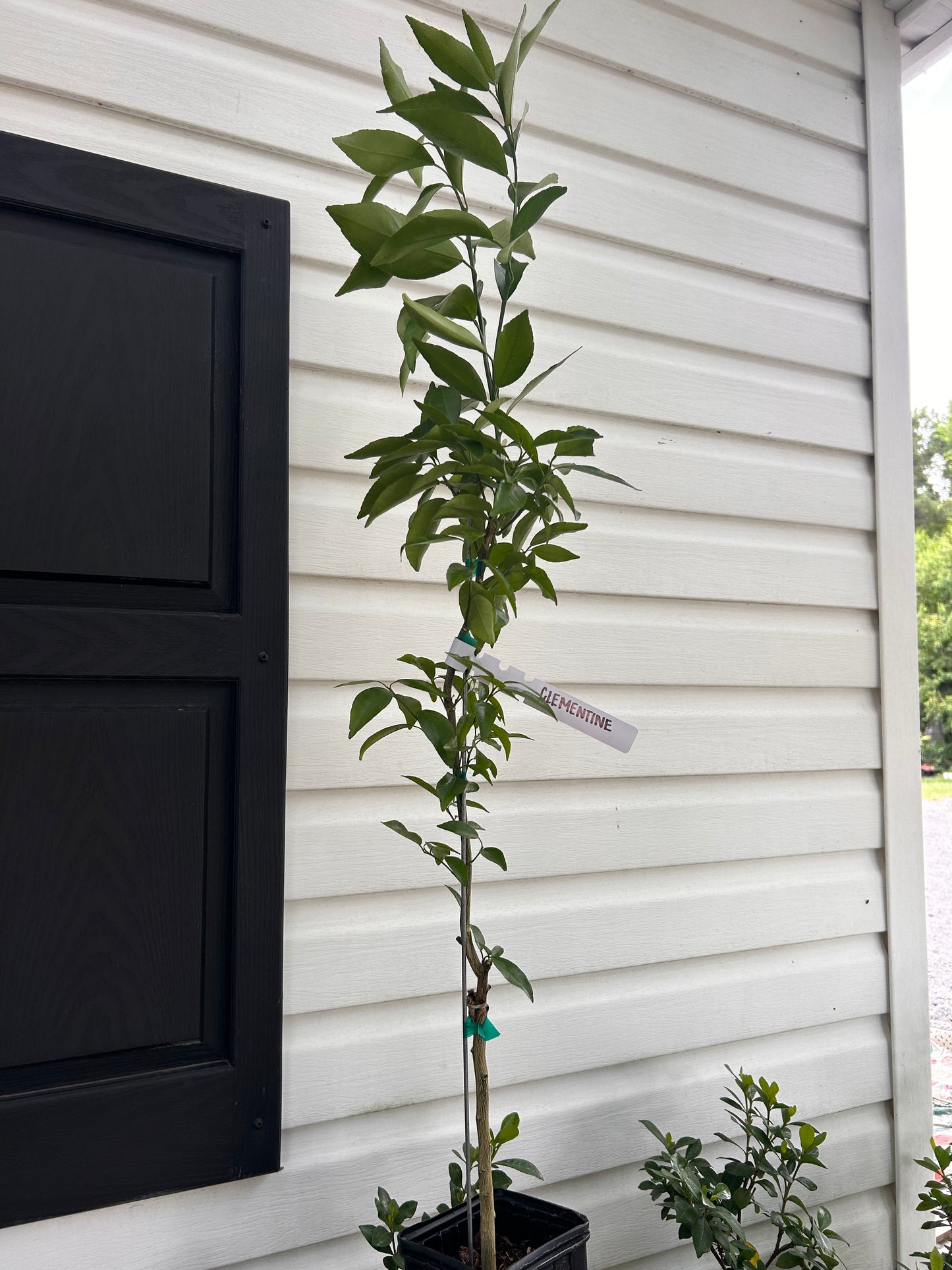 1 Gallon Clementine Mandarin Tree