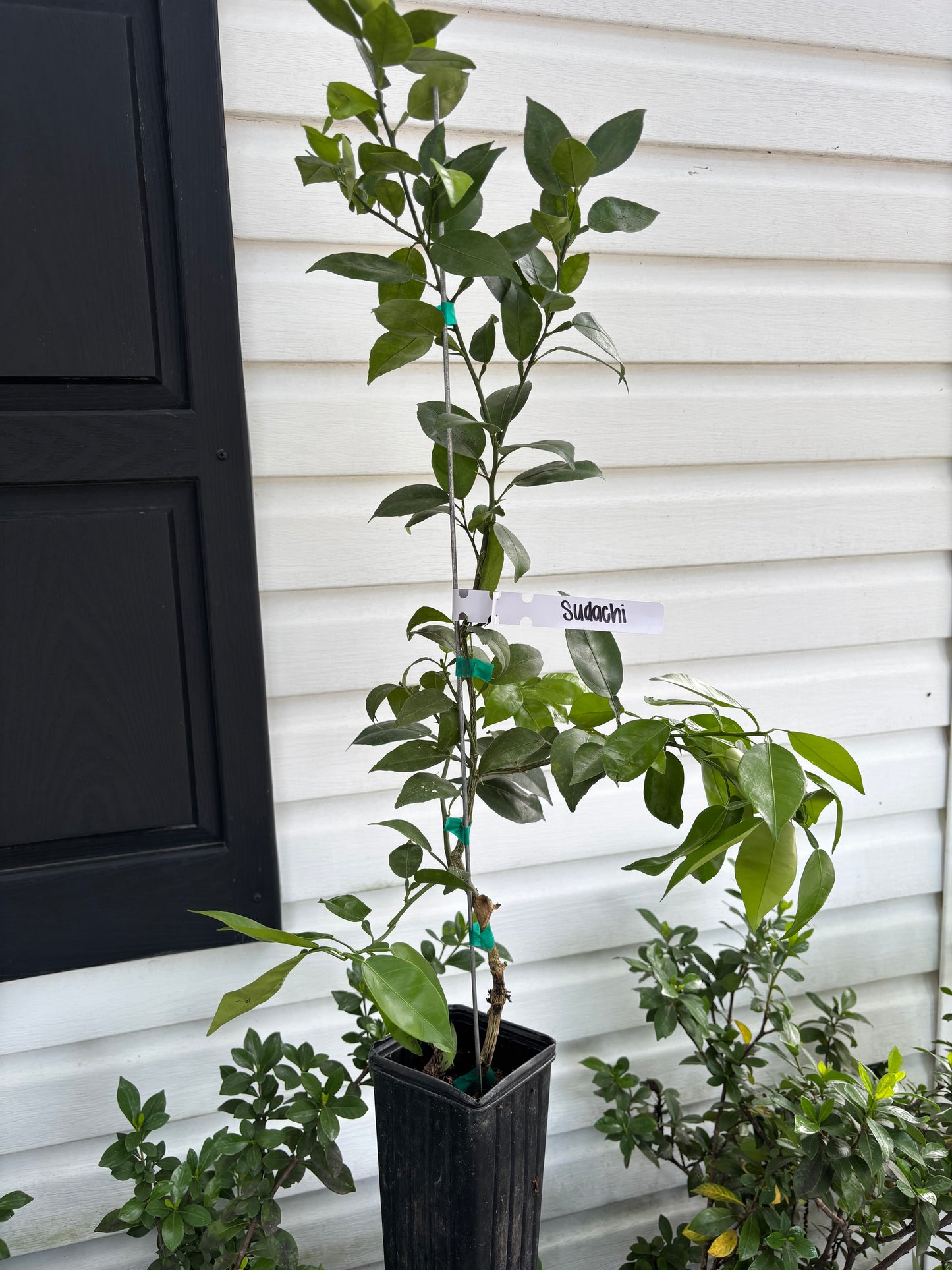 1 Gallon Sudachi Lemon Tree
