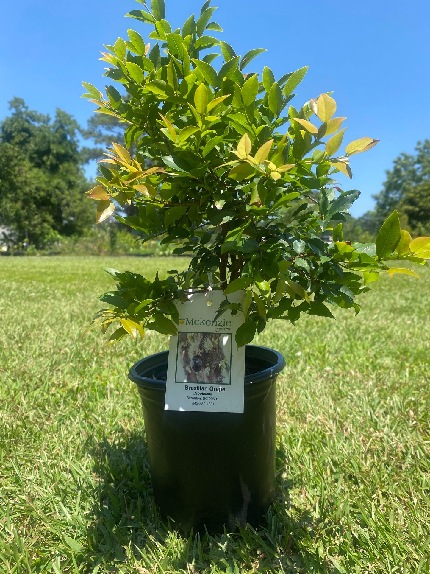 Brazilian Grape Tree (Jaboticaba)