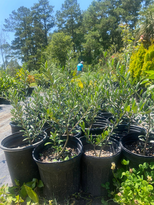 Arbequina Olive Tree