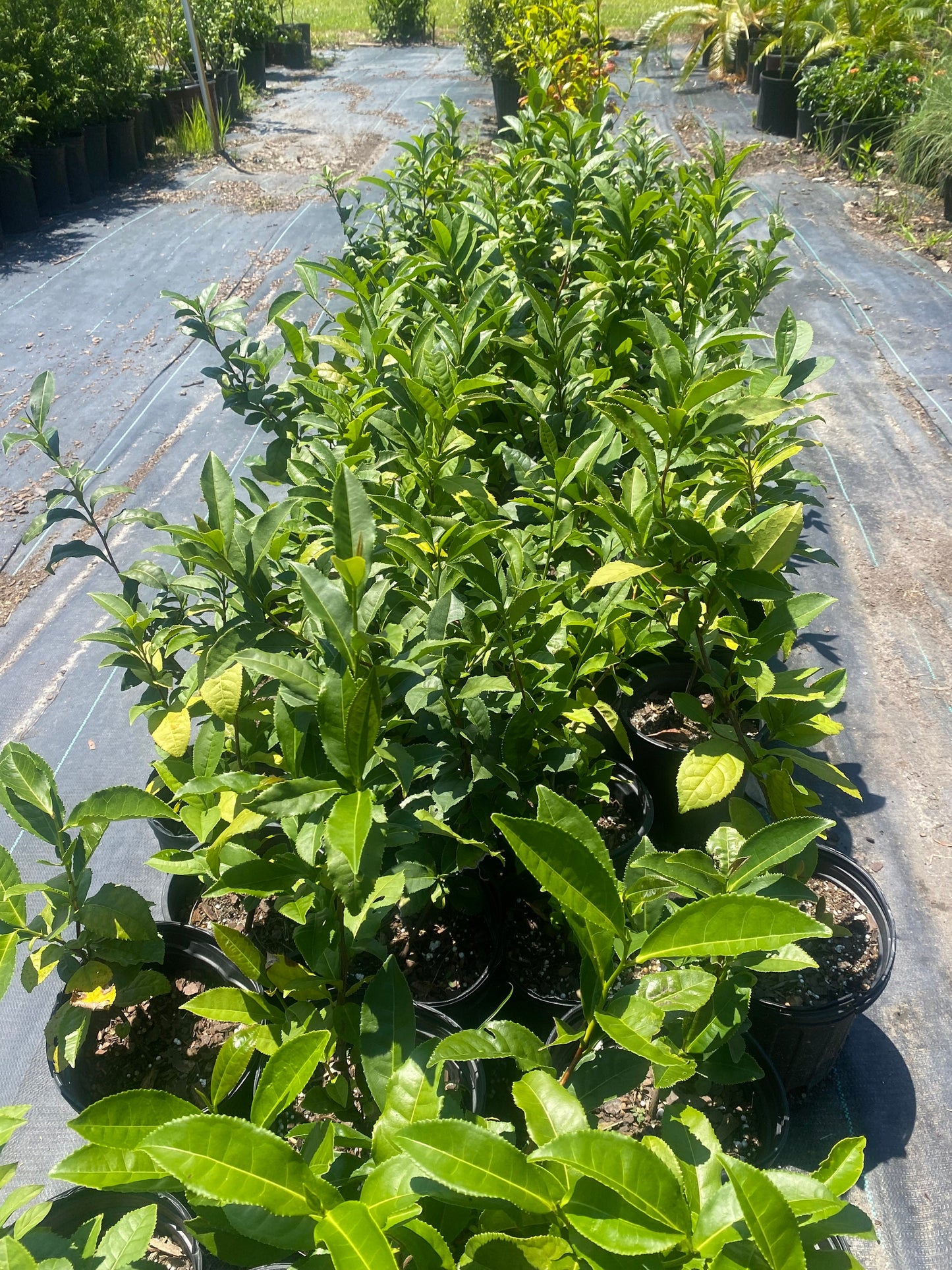 Tea Plant (camellia sinensis)