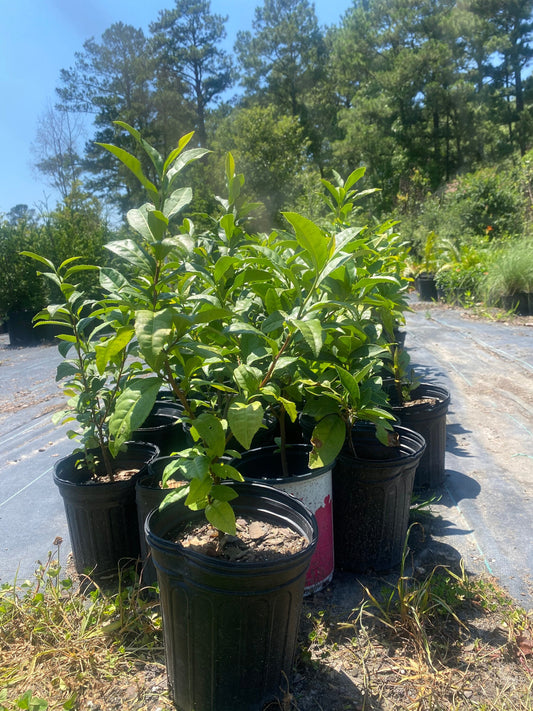 Tea Plant (camellia sinensis)