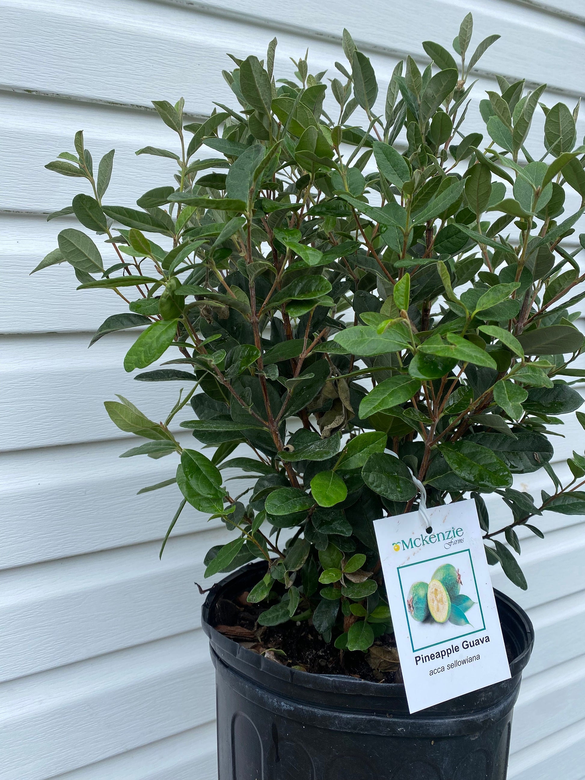 3 Gallon Guava