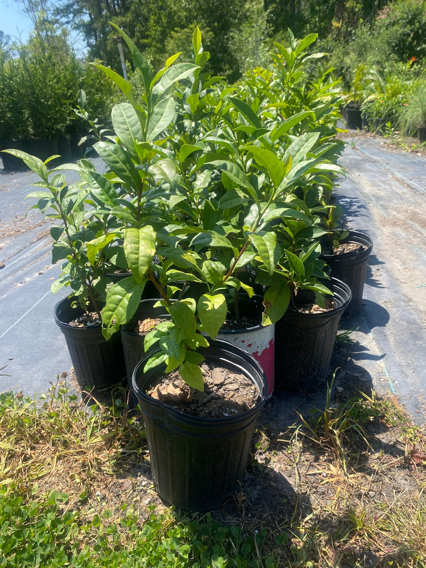 Tea Plant (camellia sinensis)