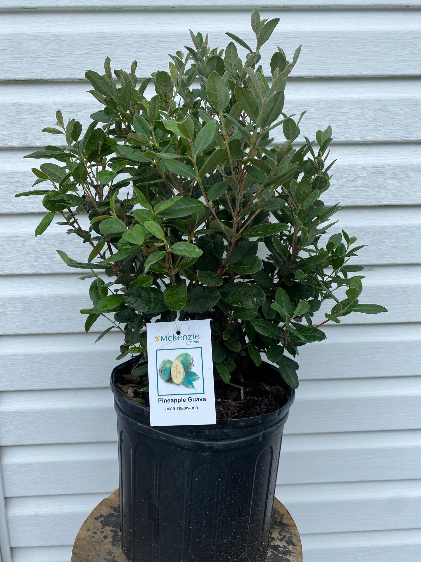 3 Gallon Guava
