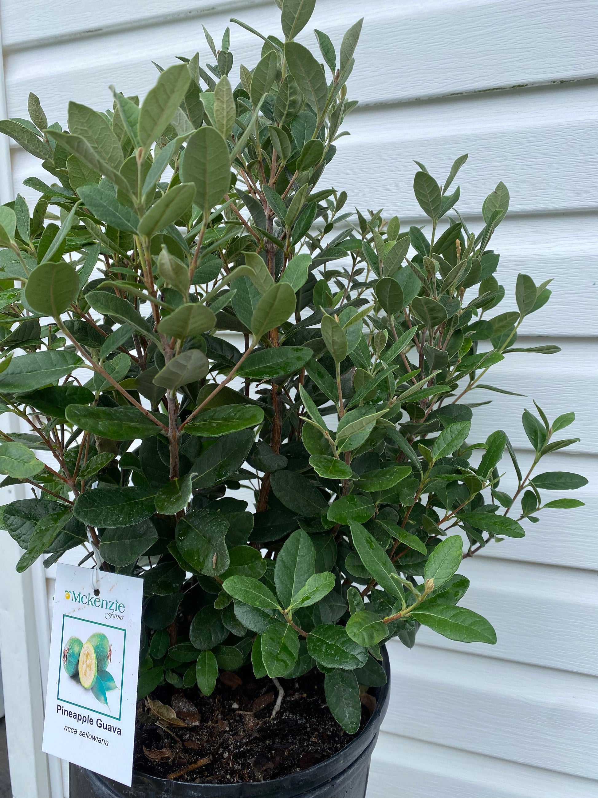 3 Gallon Guava