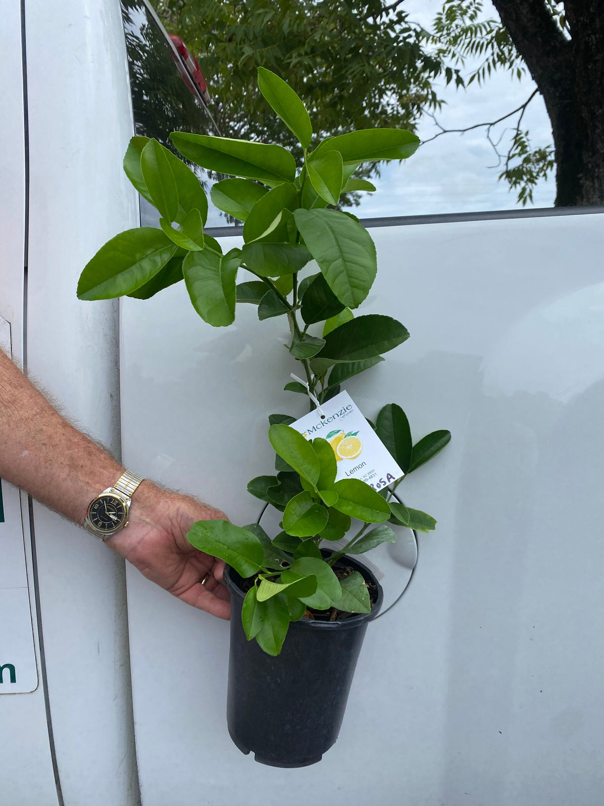 Ponderosa Lemon Tree