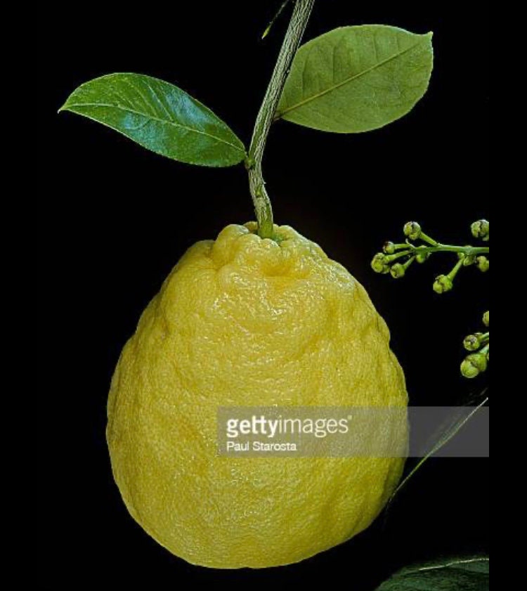 Ponderosa Lemon Tree