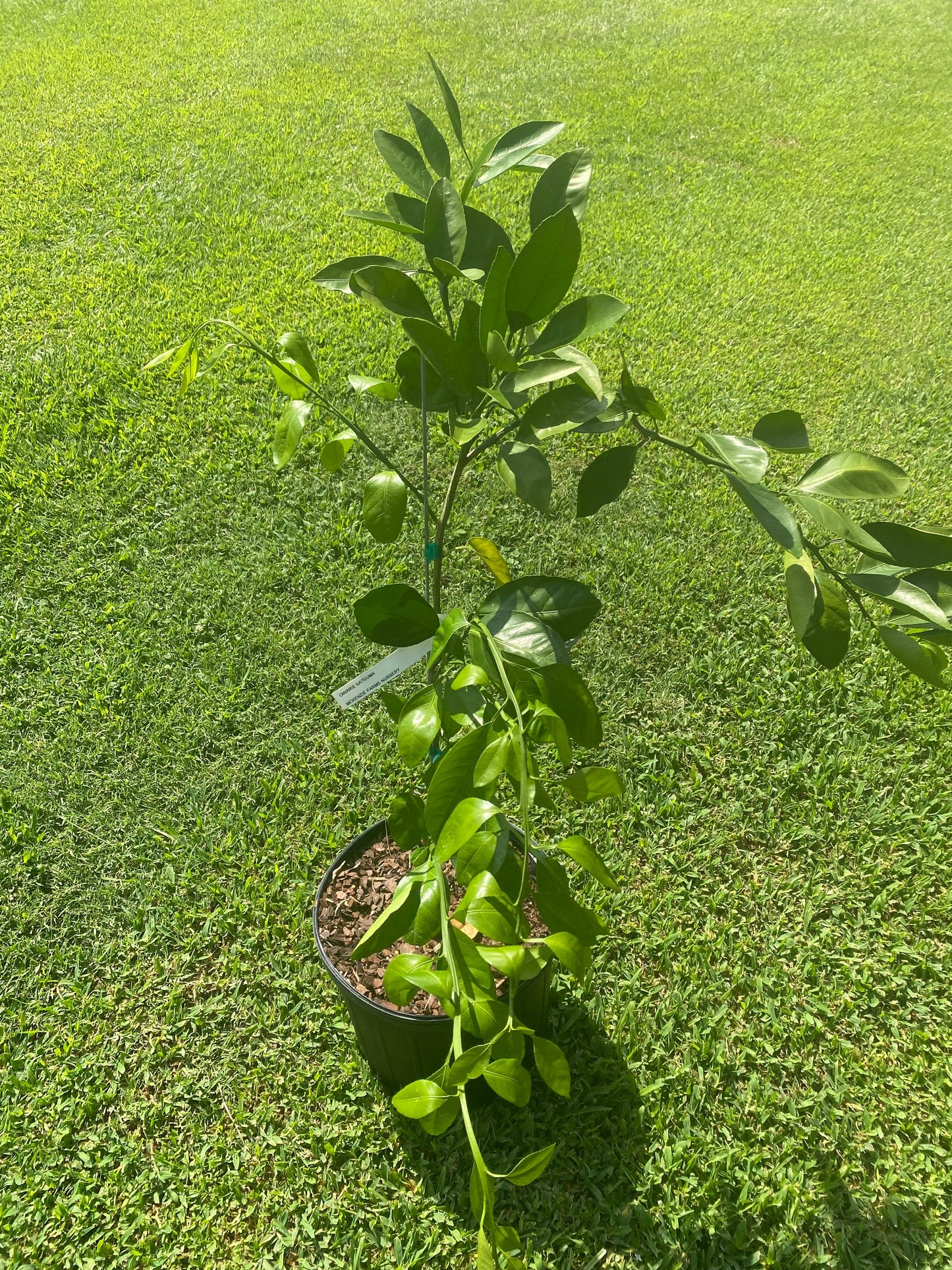 3 Gallon Browns Satsuma Mandarin Orange