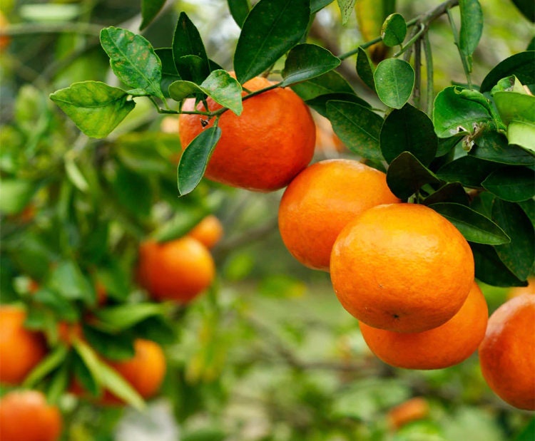Seedless Kishu Mandarin