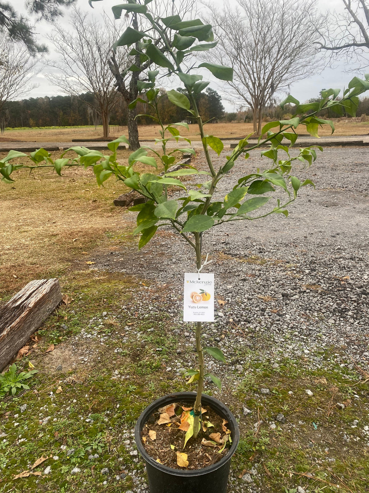 3 Gal. Yuzu Lemon Tree