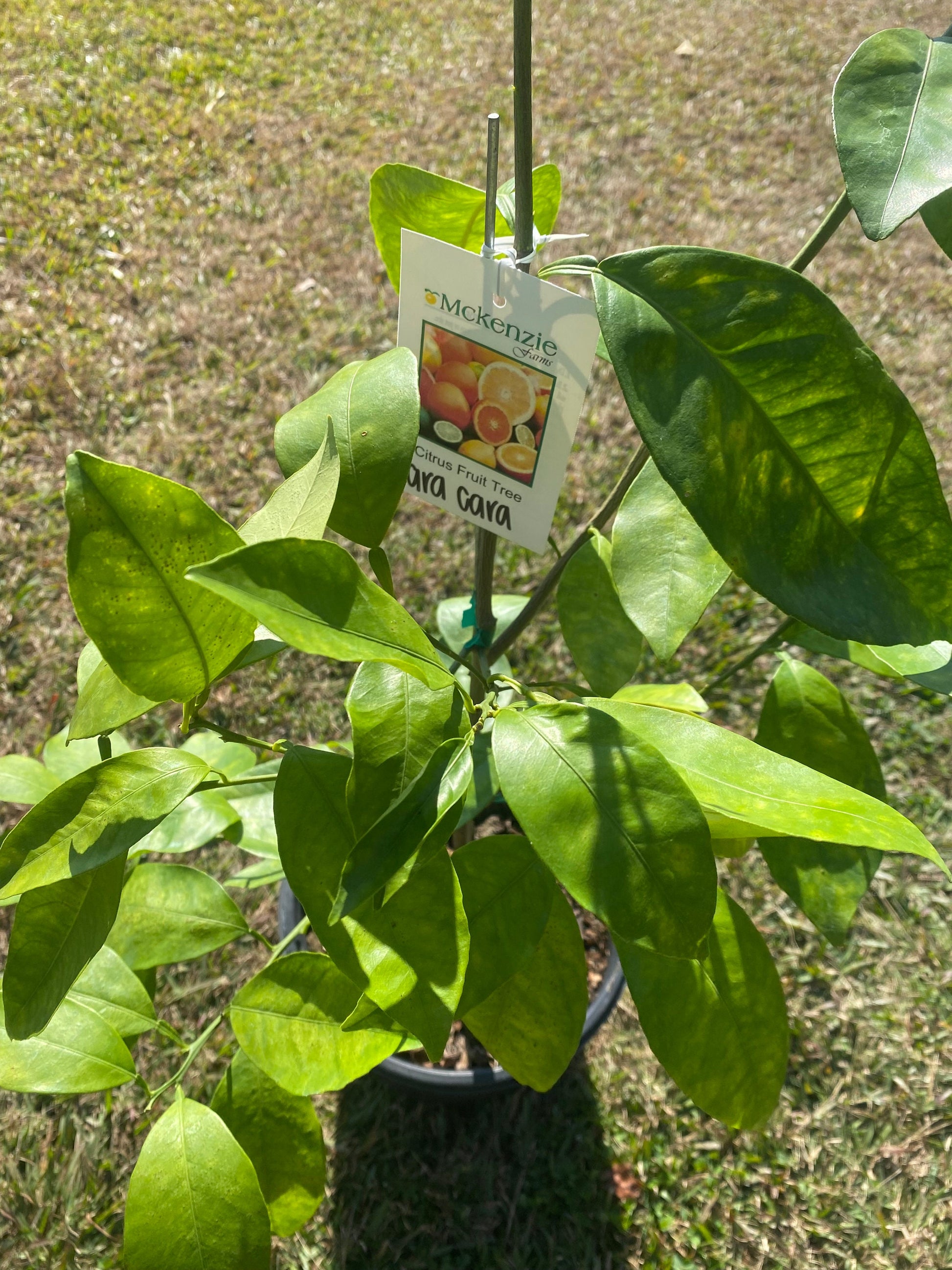 3 Gallon Cara Cara Red Navel Orange