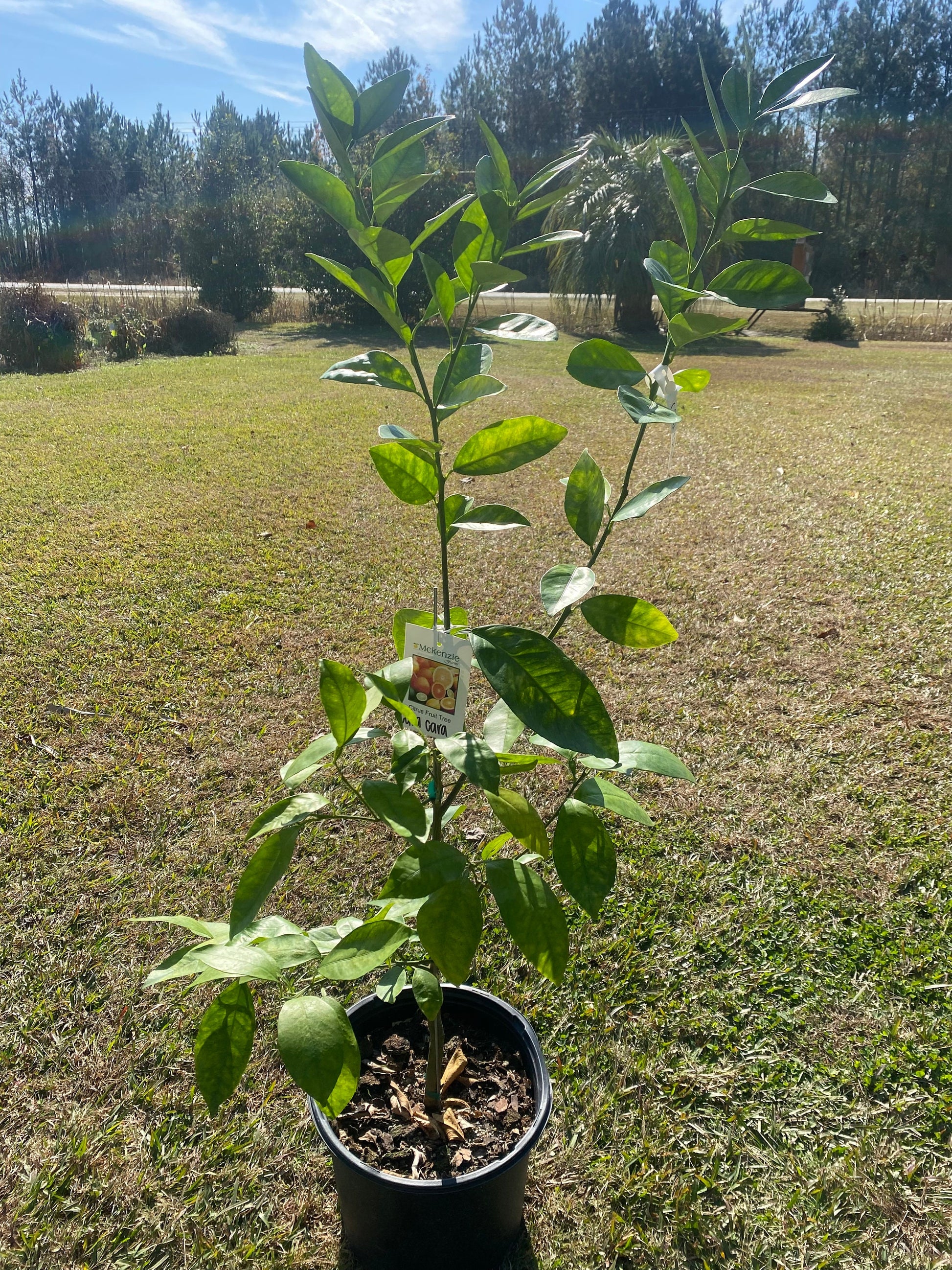 3 Gallon Cara Cara Red Navel Orange