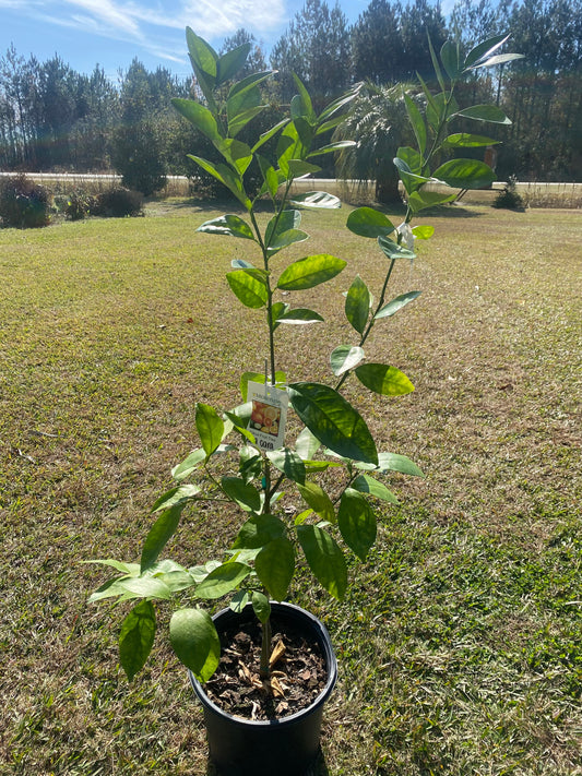 3 Gallon Cara Cara Red Navel Orange
