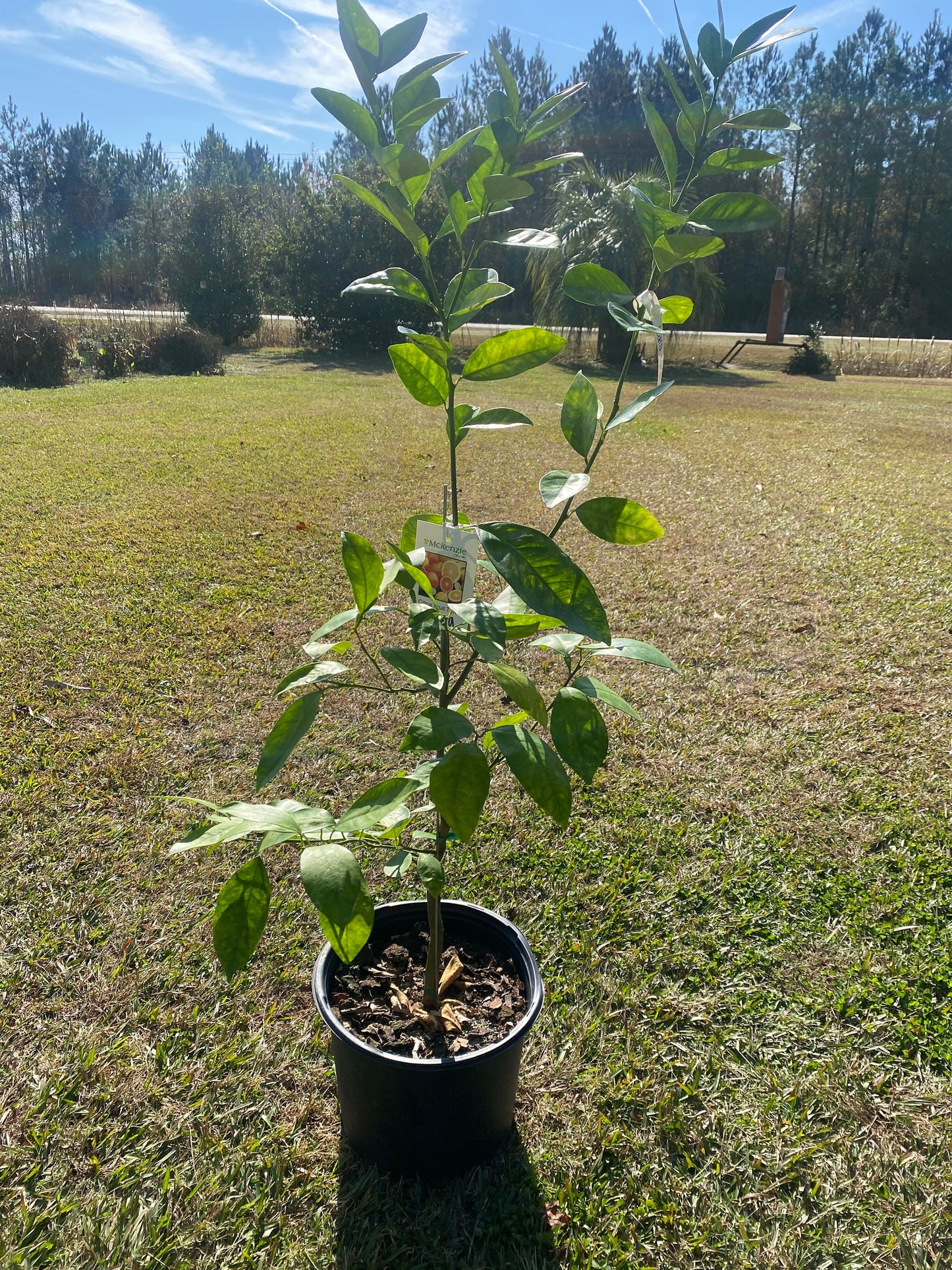 3 Gallon Cara Cara Red Navel Orange