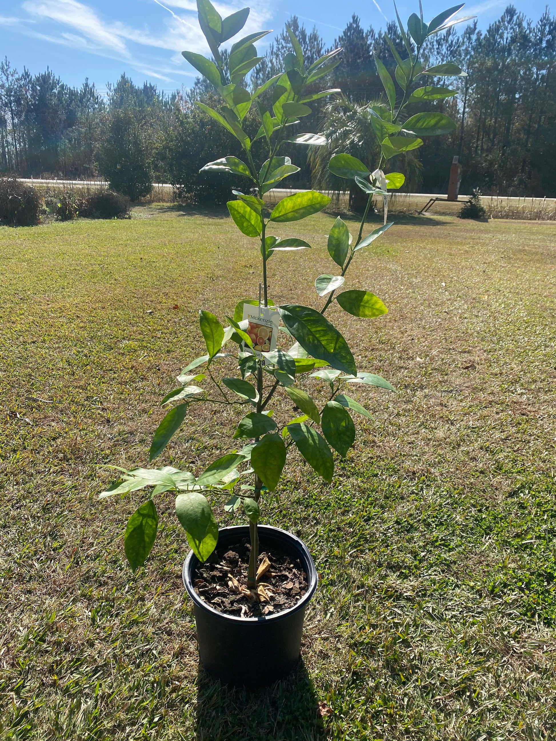 3 Gallon Cara Cara Red Navel Orange