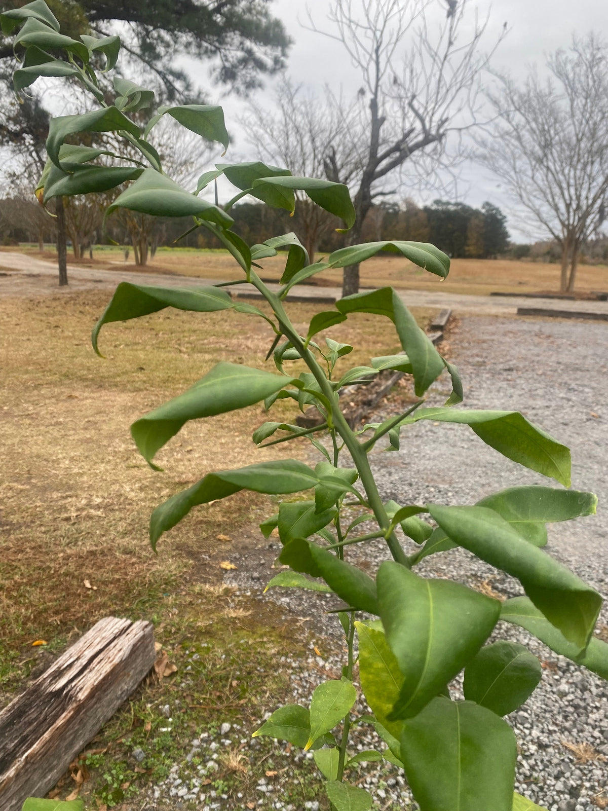 3 Gal. Yuzu Lemon Tree